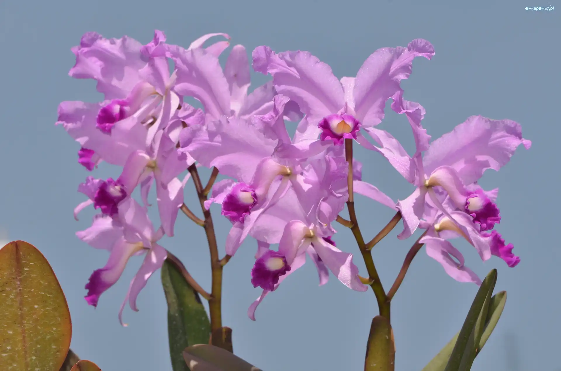 Orchidee, Storczyki, Różowe, Kwiaty