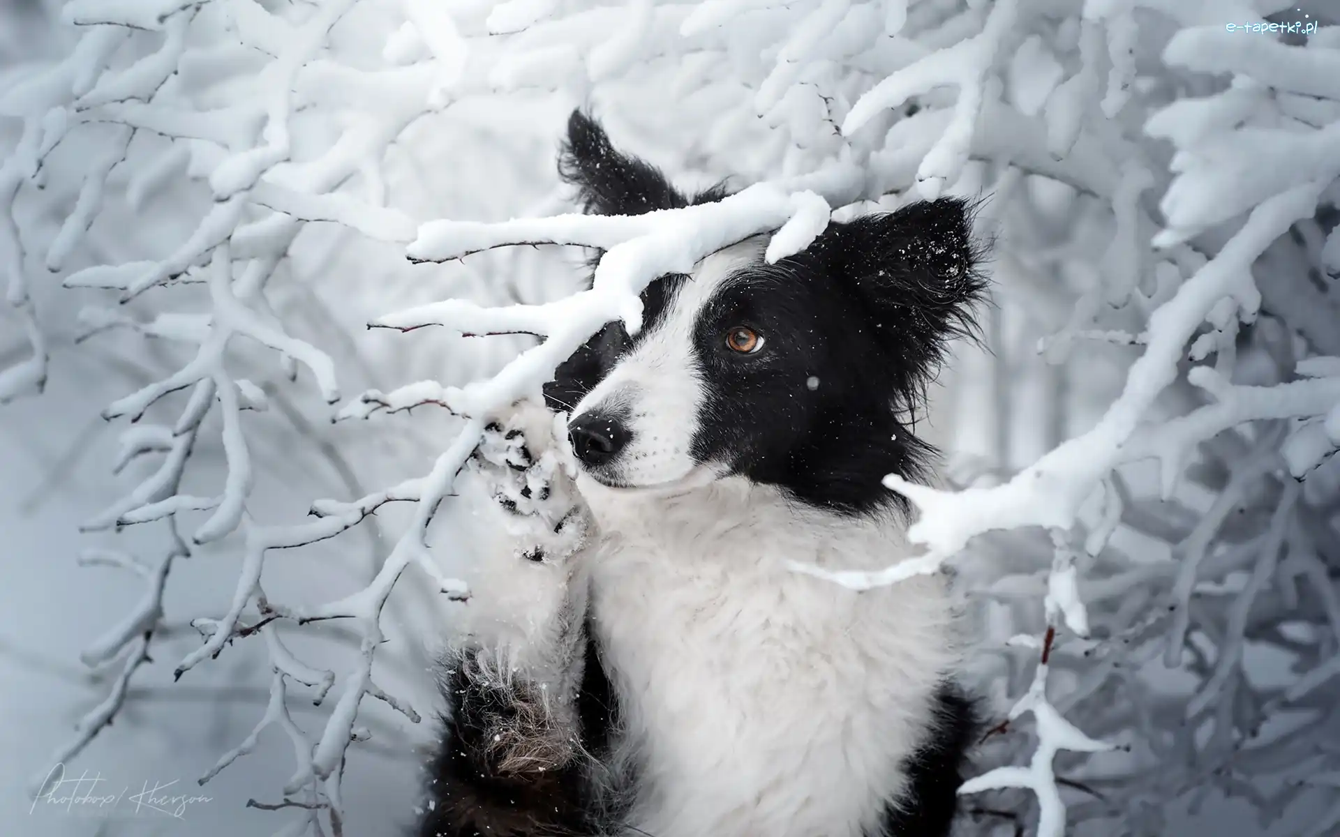 Pies, Ośnieżone, Border collie, Zima, Drzewa