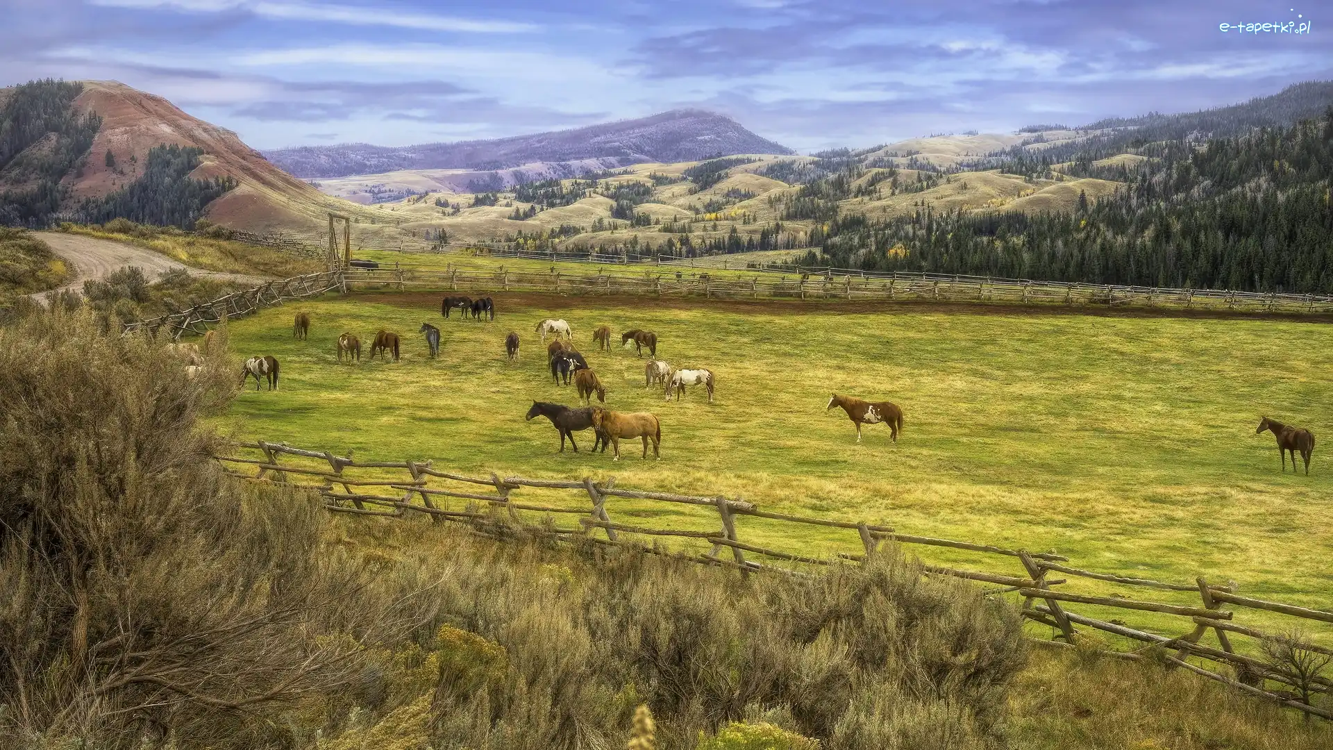 Konie, Pastwisko, Stany Zjednoczone, Stan Wyoming, Red Hills Ranch, Góry, Hrabstwo Teton, Farma