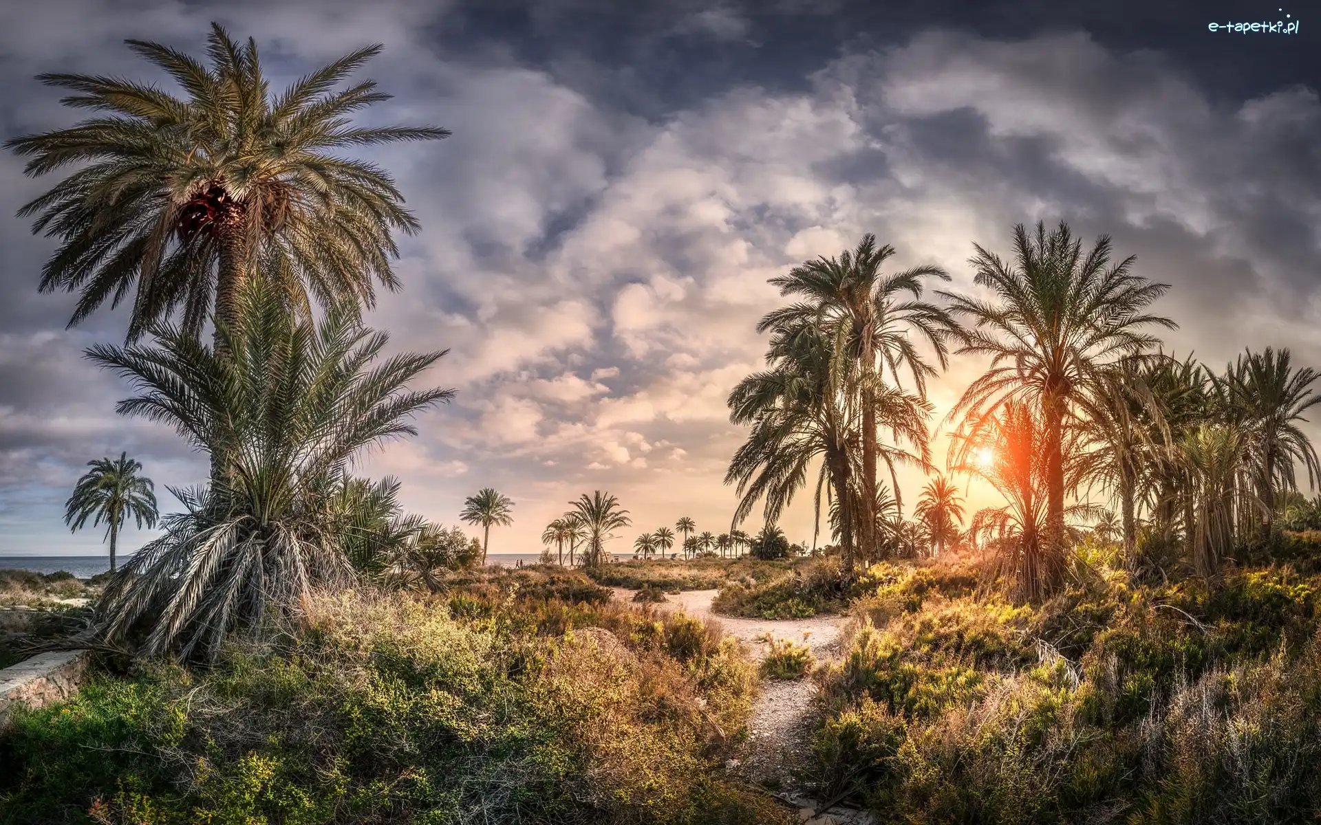 Droga, Andaluzja, Zachód słońca, Palmy, Almeria, Plaża, Playa de Roquetas, Hiszpania