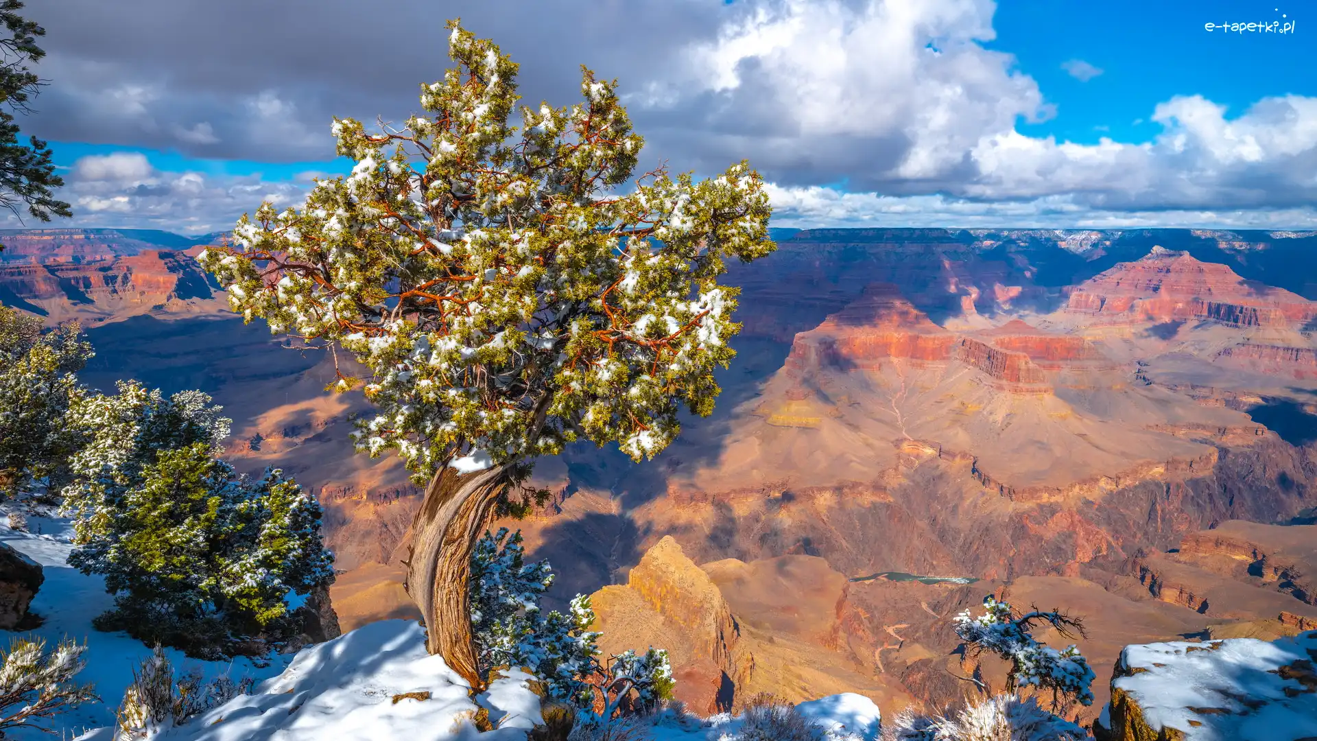 Drzewo, Skała, Grand Canyon, Wielki Kanion Kolorado, Park Narodowy Wielkiego Kanionu, Stany Zjednoczone, Stan Arizona, Góry, Sosna