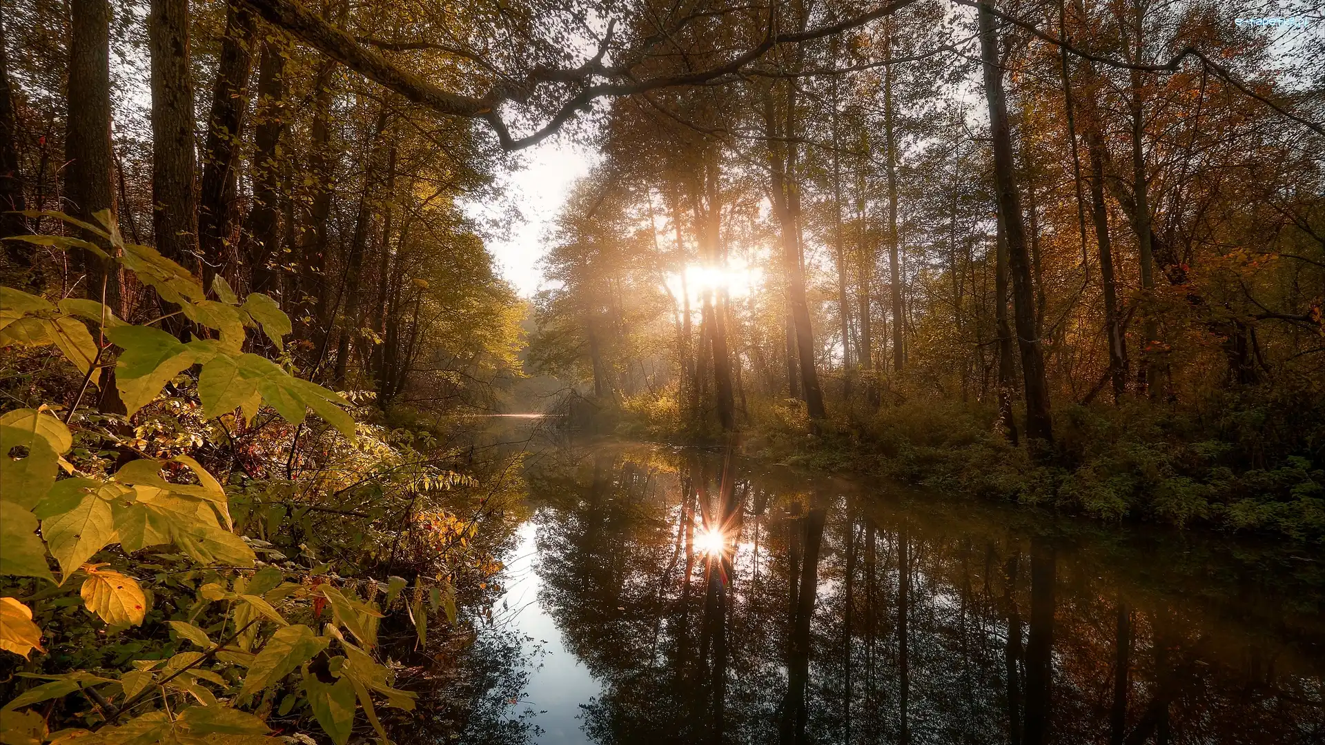 Rośliny, Rzeka, Przebijające światło, Odbicie, Drzewa, Las