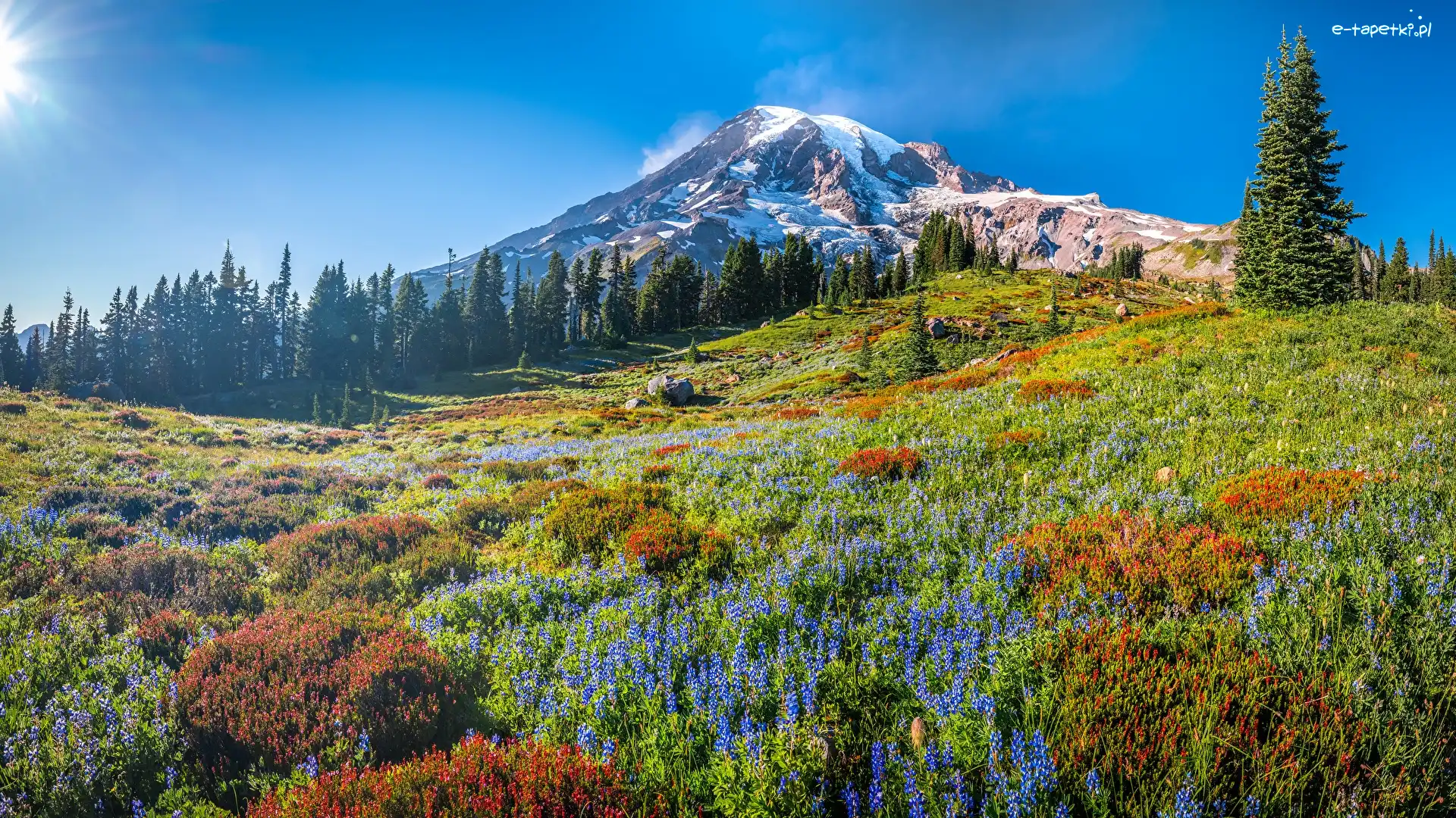 Park Narodowy Mount Rainier, Stratowulkan, Stany Zjednoczone, Kwiaty, Drzewa, Świerki, Łąka, Góry, Mount Rainier, Stan Waszyngton