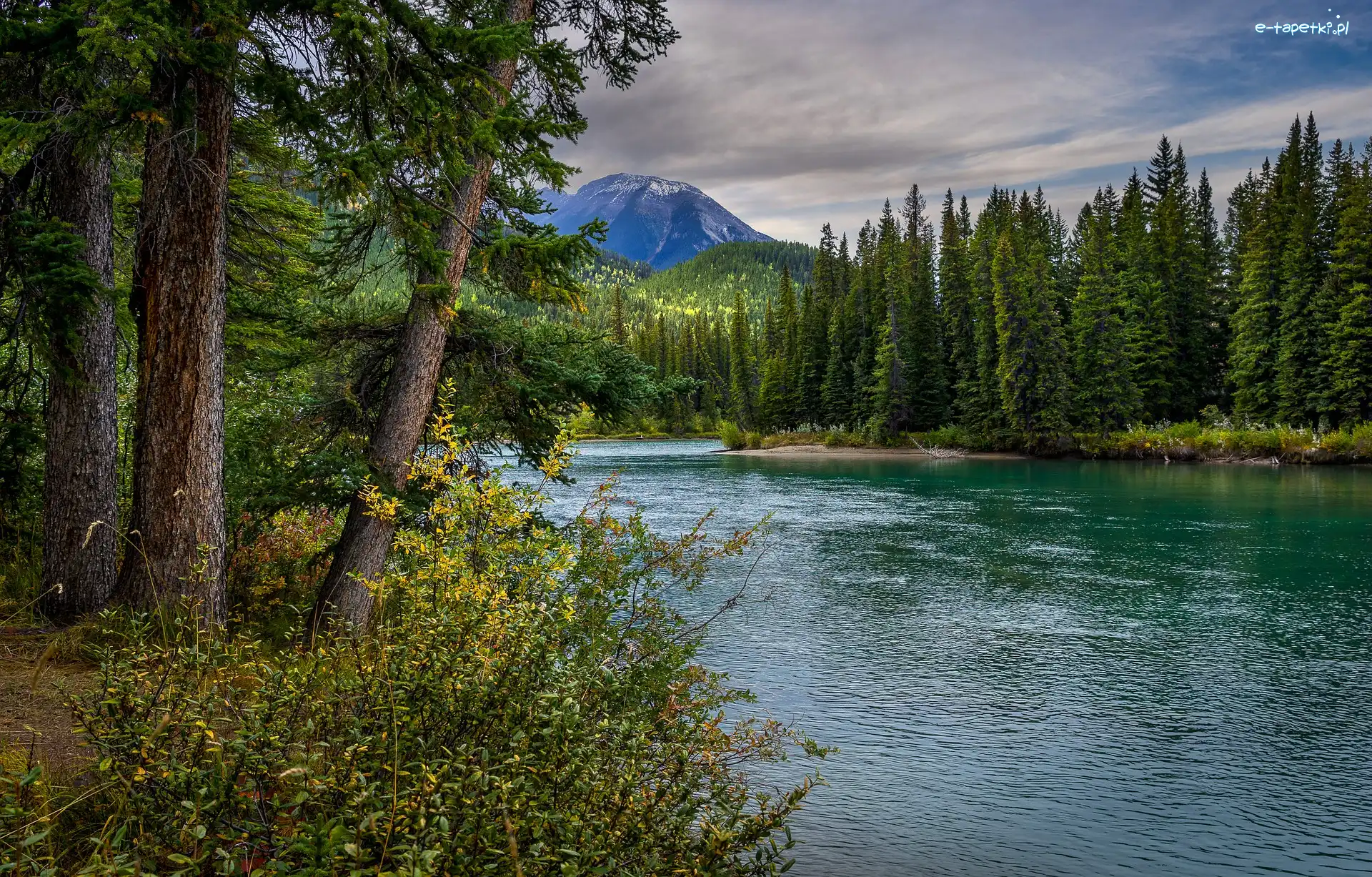 Lasy, Bow River, Kanada, Alberta, Drzewa, Góry, Park Narodowy Banff, Rzeka