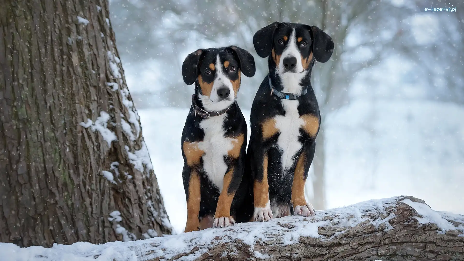 Dwa, Entlebucher, Psy, Zima, Drzewa