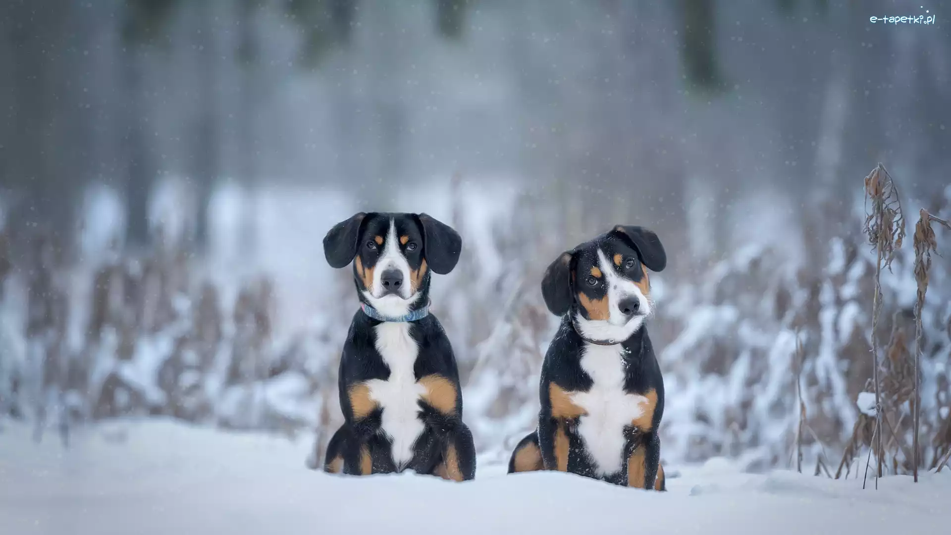 Psy, Zima, Entlebucher, Dwa