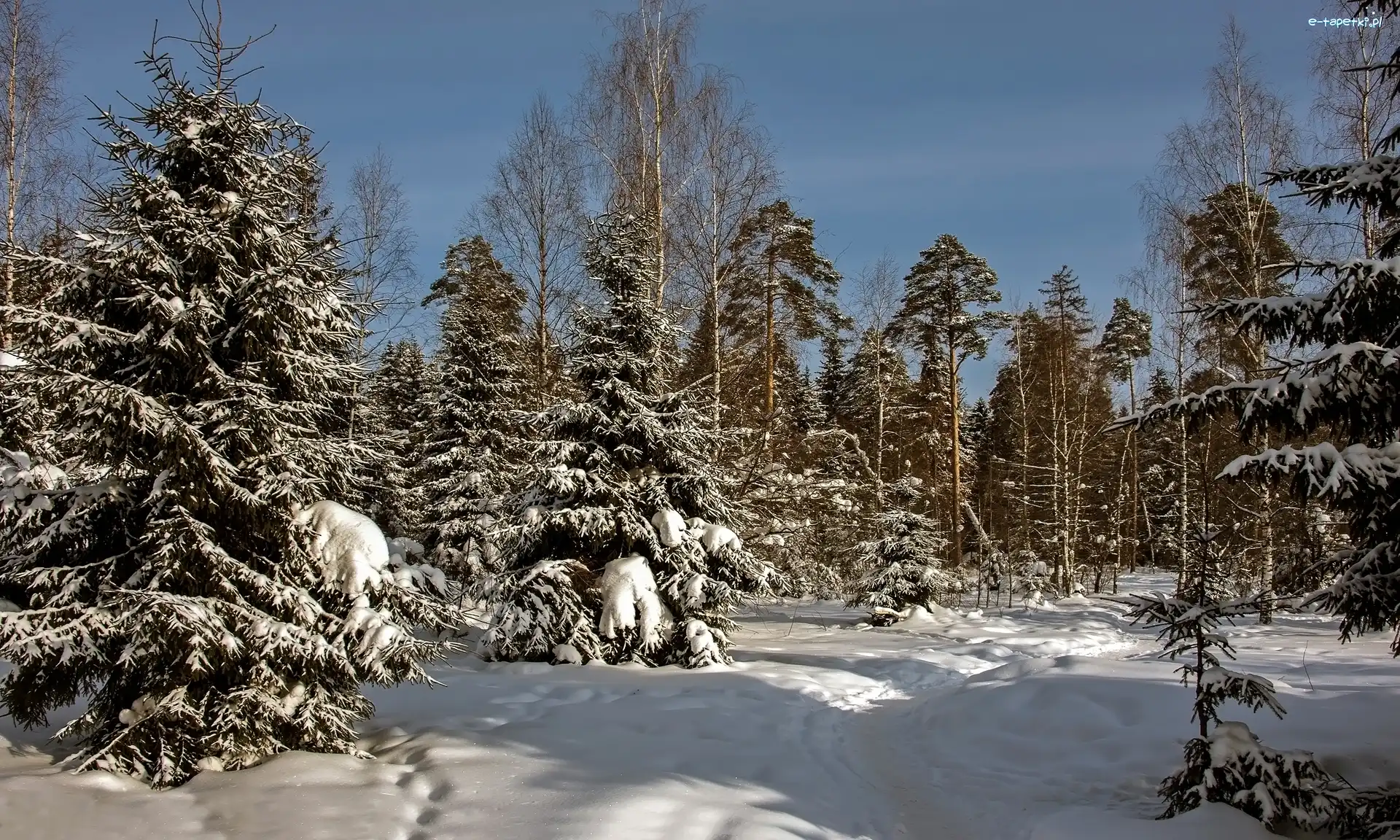 Słoneczny, Las, Śnieg, Dzień, Drzewa, Zima
