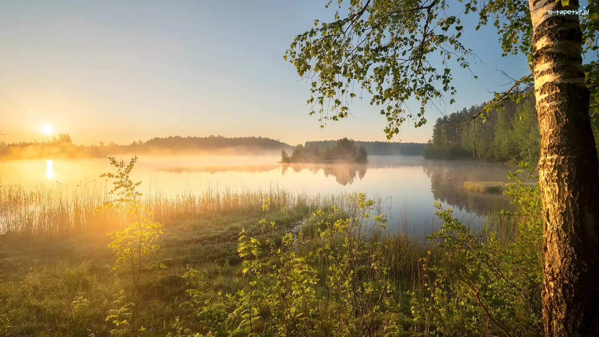 Wschód słońca, Drzewa, Brzoza, Mgła, Las, Jezioro