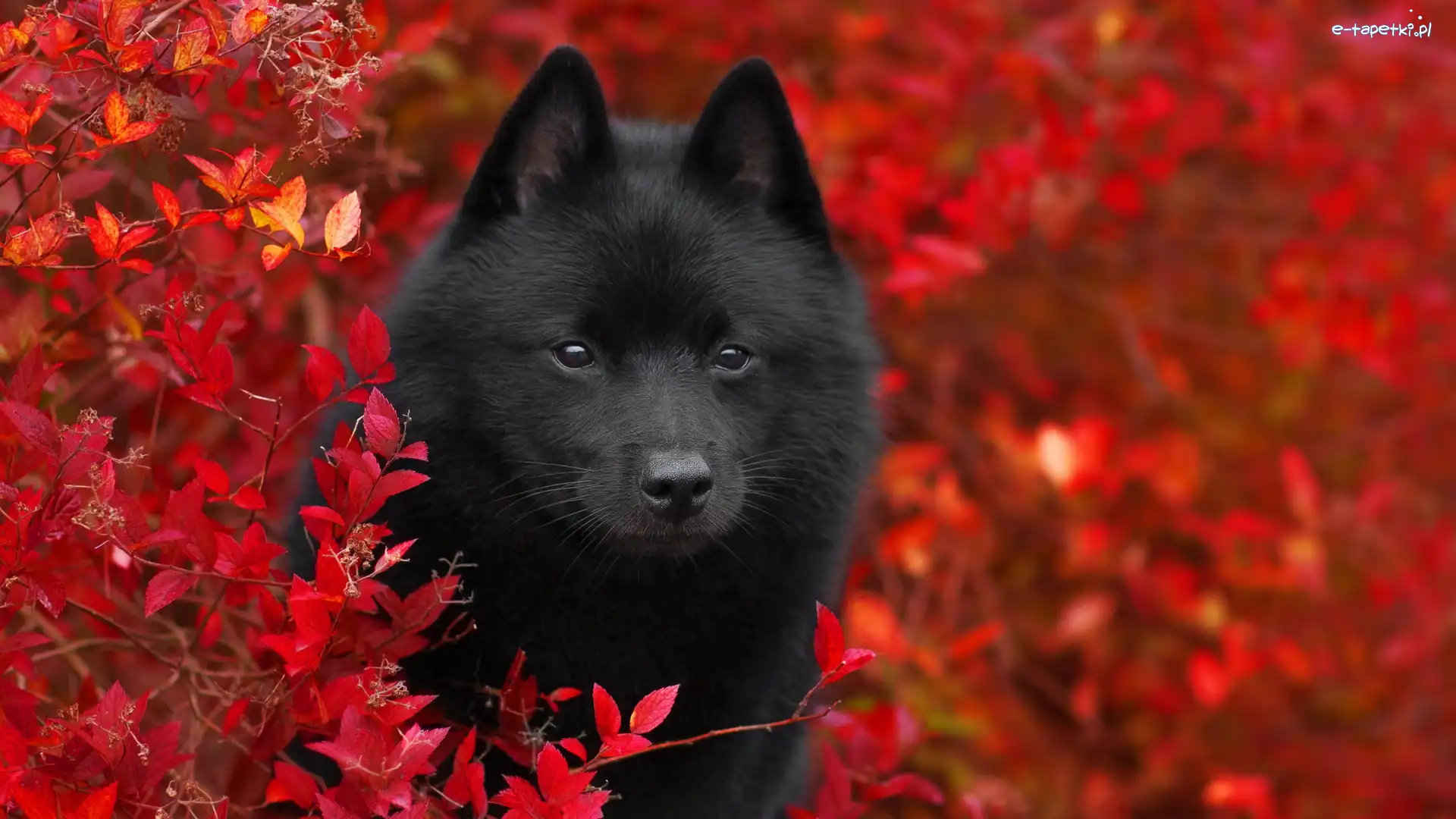 Czarny, Schipperke, Pies, Krzewy, Czerwone