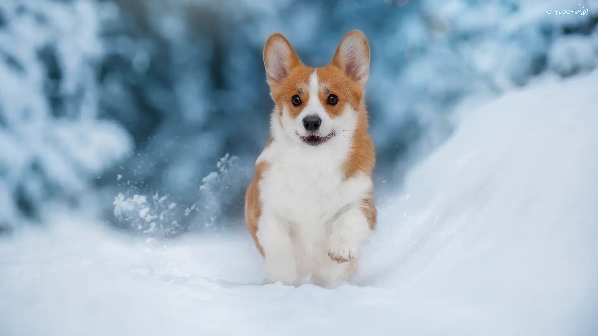 Welsh corgi pembroke, Śnieg, Pies