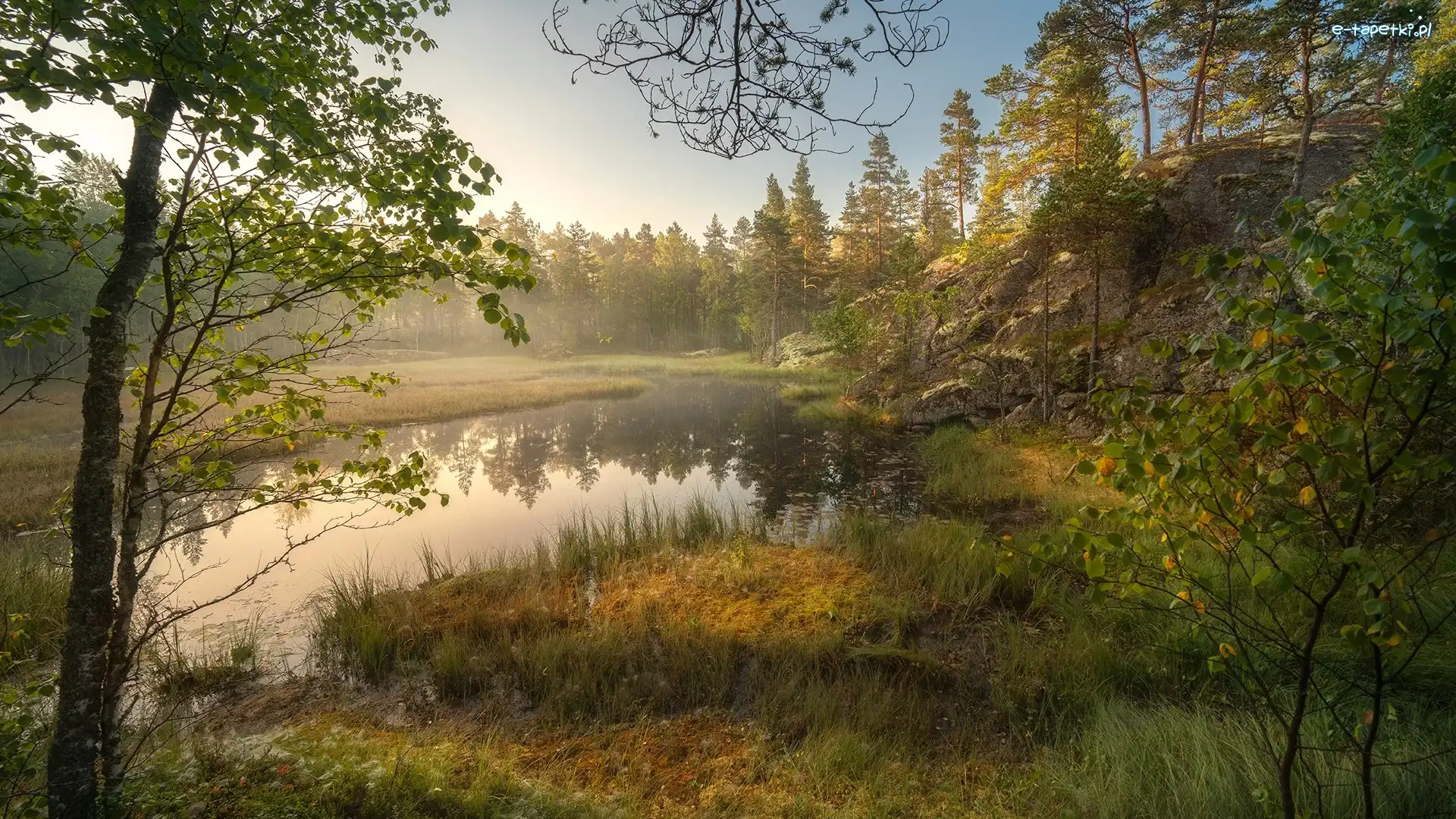 Drzewa, Roślinność, Staw, Las