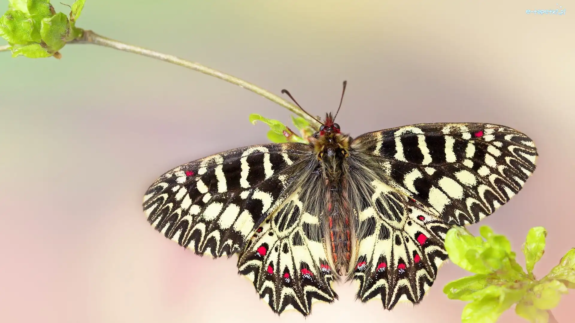 Zygzakowiec kornakowiec, Makro, Roślina, Motyl