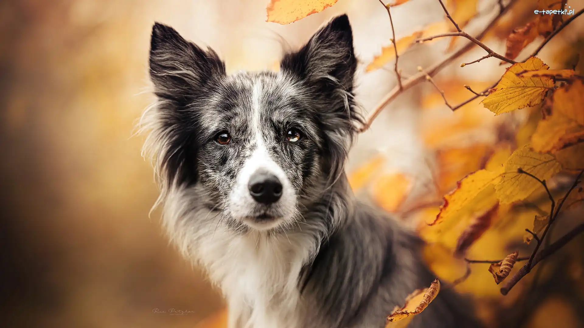 Border collie, Pożółkłe. Liście, Gałązki, Pies