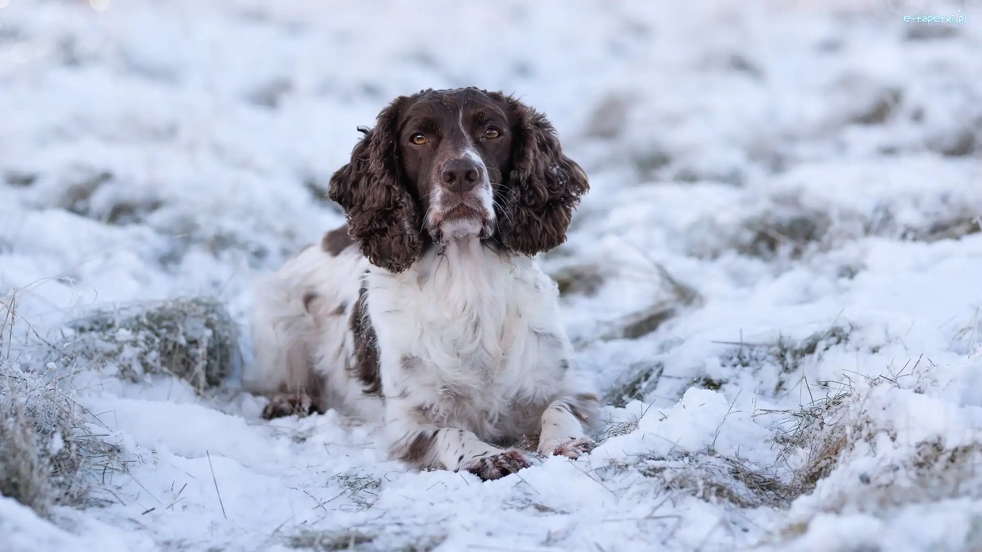 Biało-brązowy, Śnieg, Springer spaniel angielski, Pies
