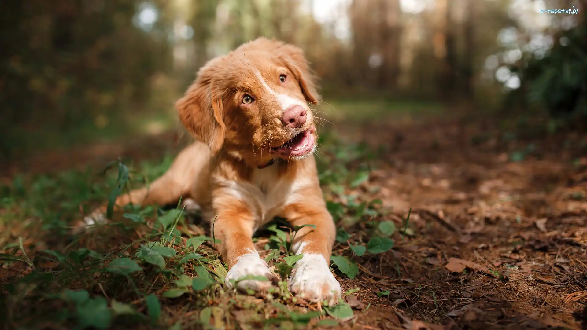 Retriever z Nowej Szkocji, Pies, Szczeniak