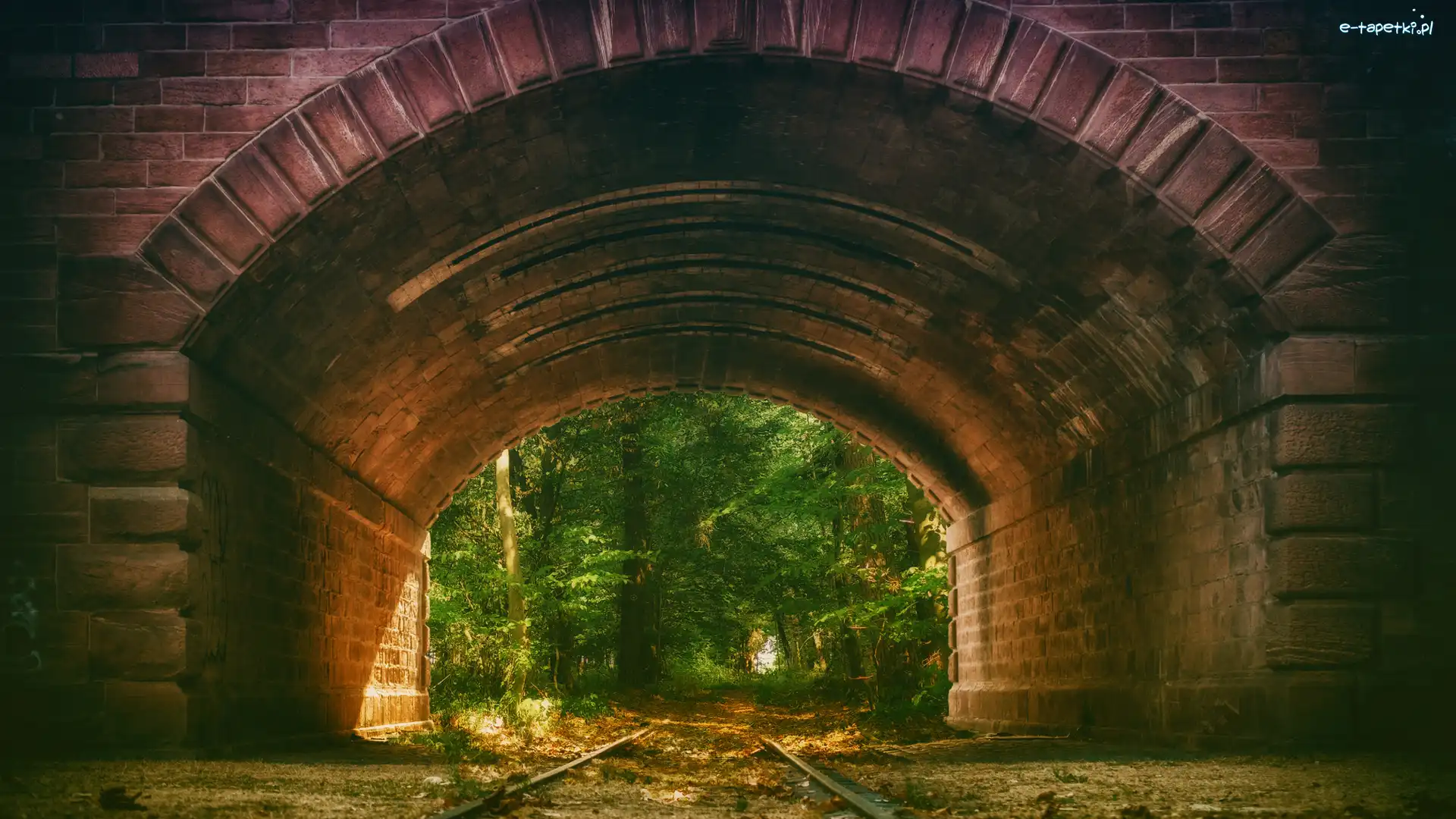 Tory, Las, Drzewa, Tunel