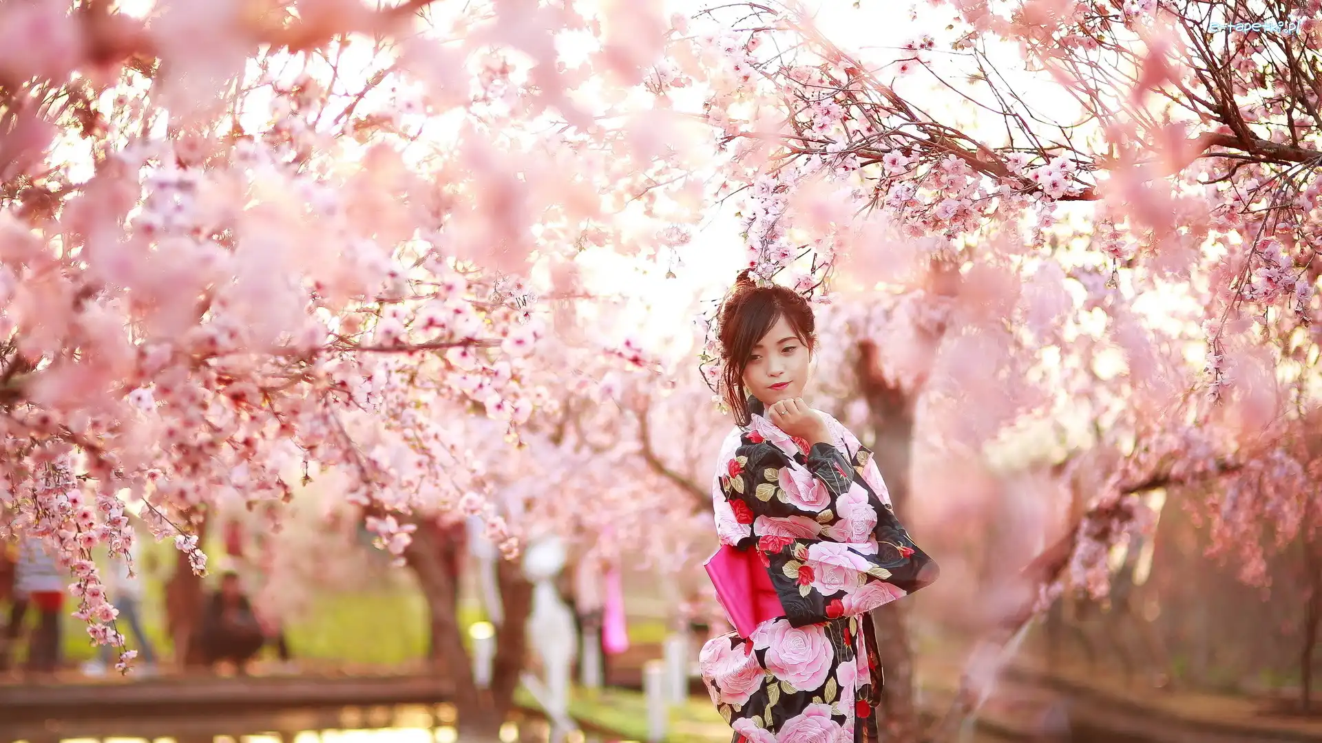 Okwiecone, Kolorowe, Kimono, Drzewa, Azjatka, Kobieta