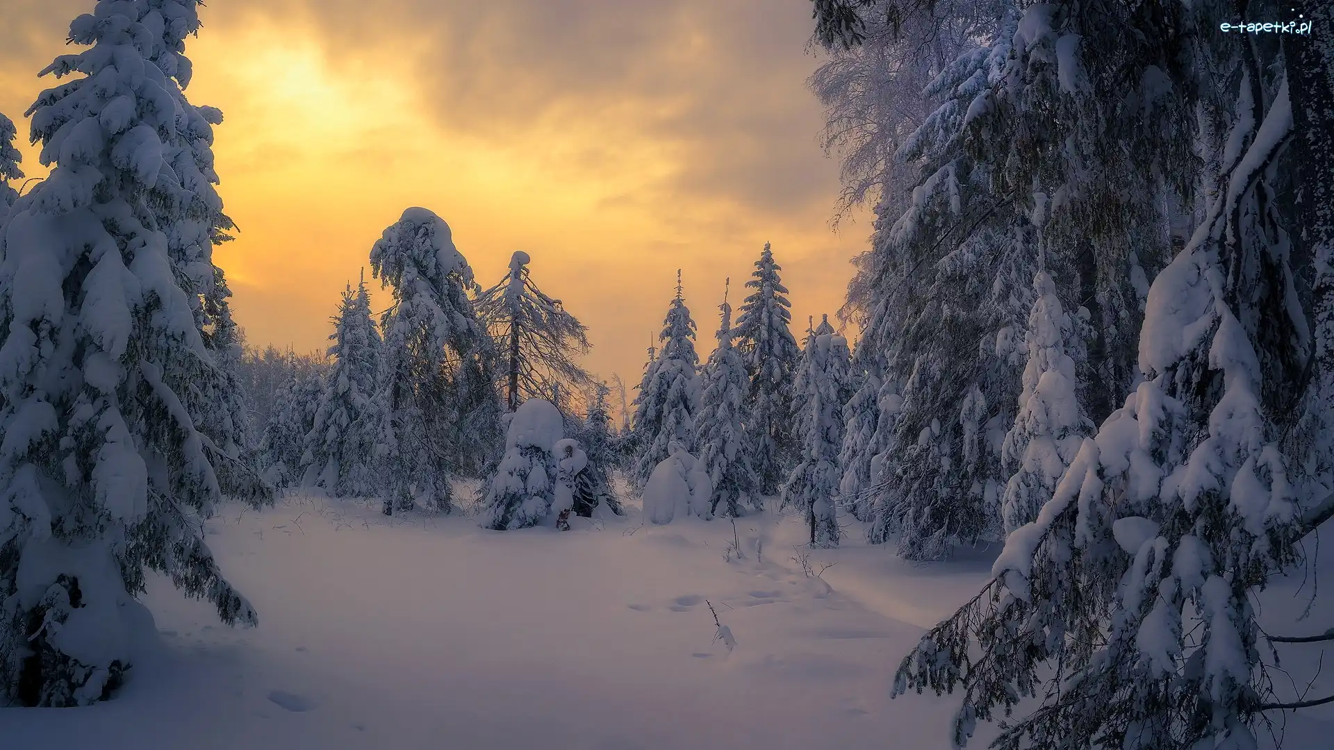 Drzewa, Wschód słońca, Śnieg, Las