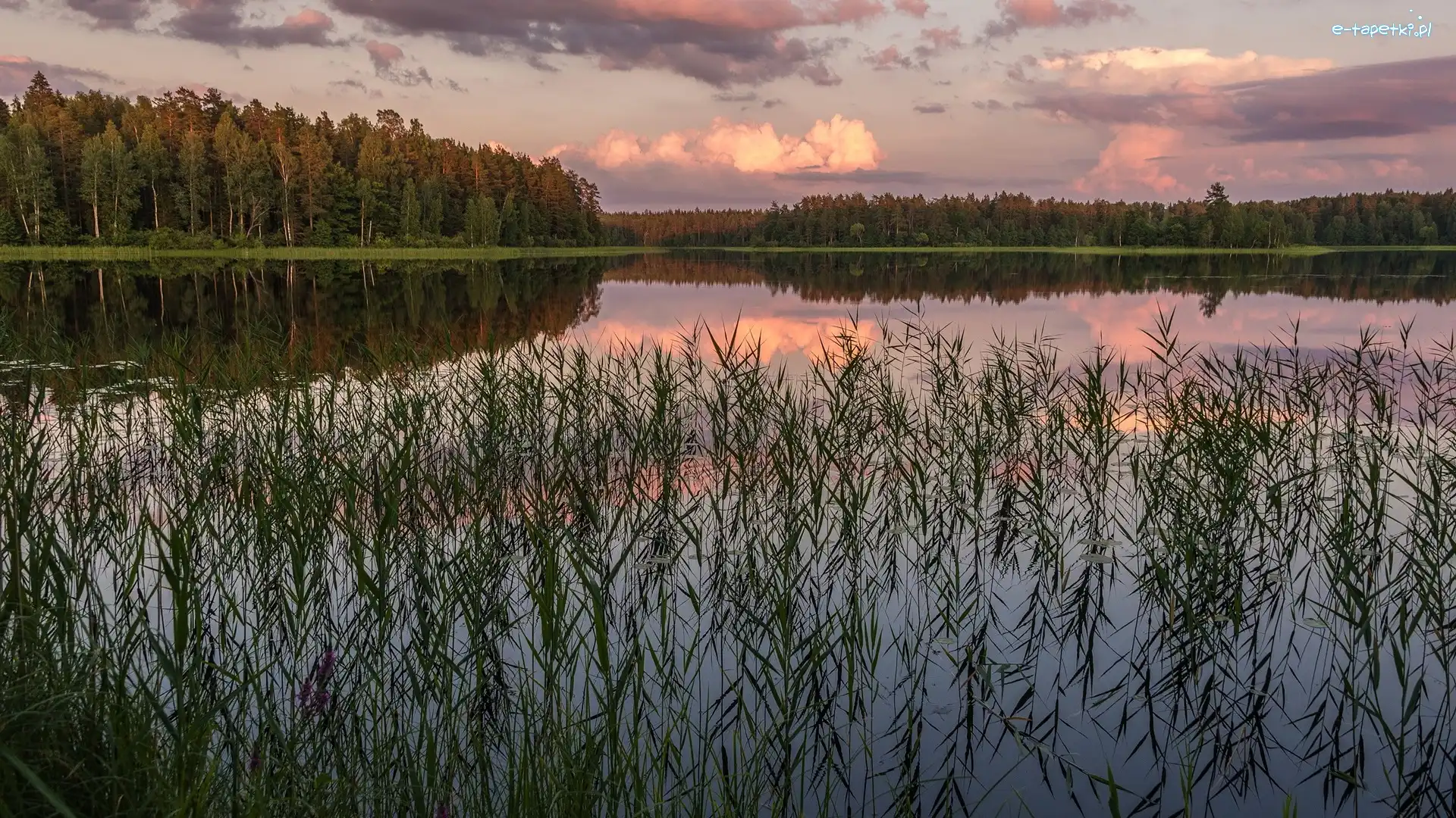Drzewa, Trawy, Rośliny, Jezioro