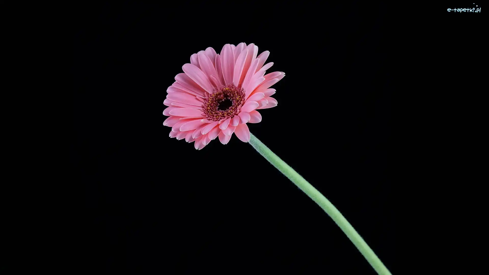 Gerbera, Tło, Ciemne, Różowa