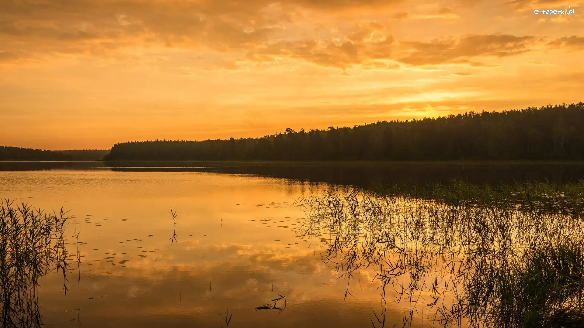 Jezioro, Las, Rośliny, Zachód słońca