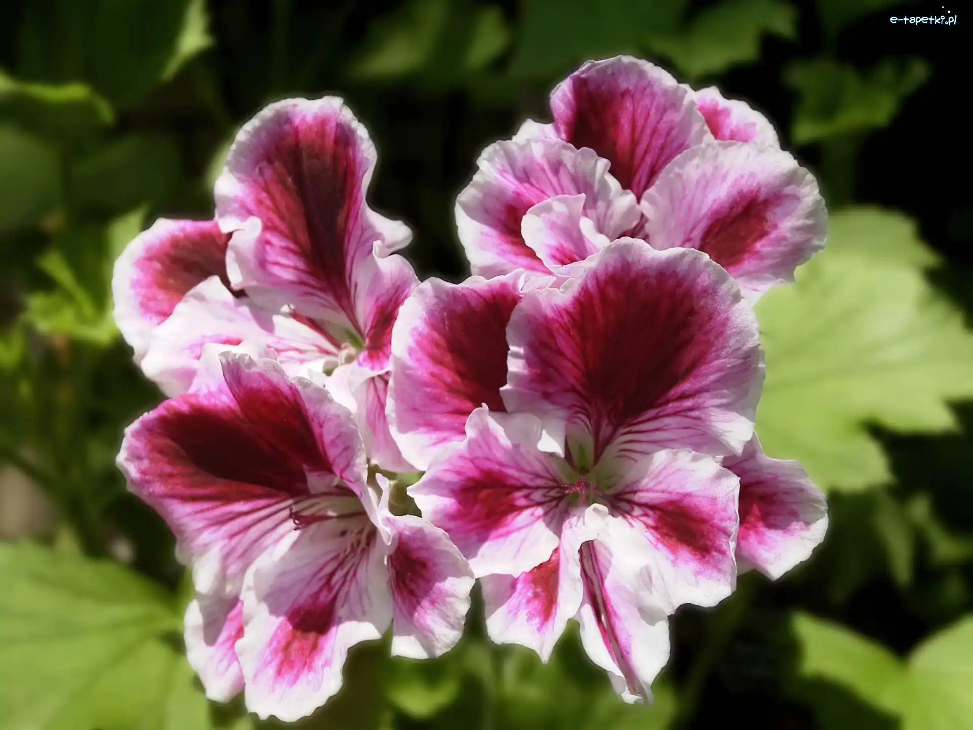 angielska, różowa, Pelargonia