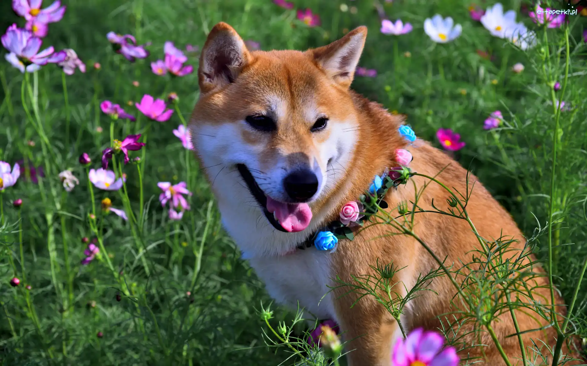Pies, Obroża, Shiba inu, Kosmea, Kwiaty