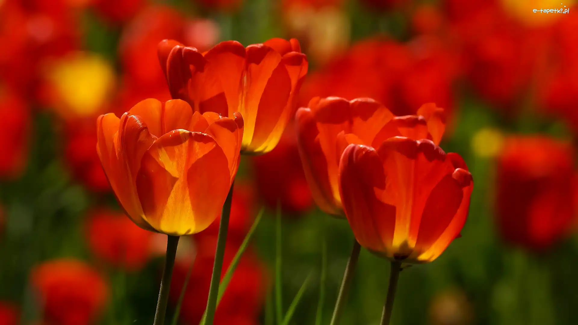 Zbliżenie, Tulipany, Czerwono-żółte