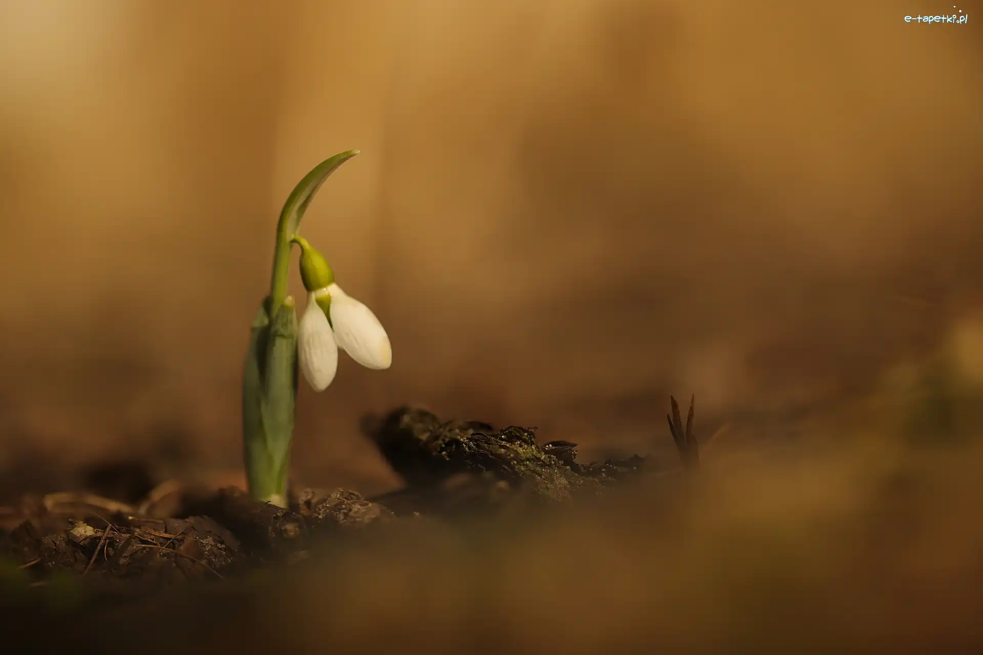 Biały, Zbliżenie, Kwiat, Przebiśnieg