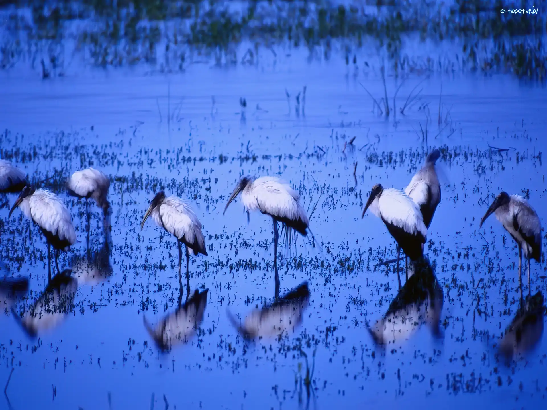 Ibis, Ptak Wodny