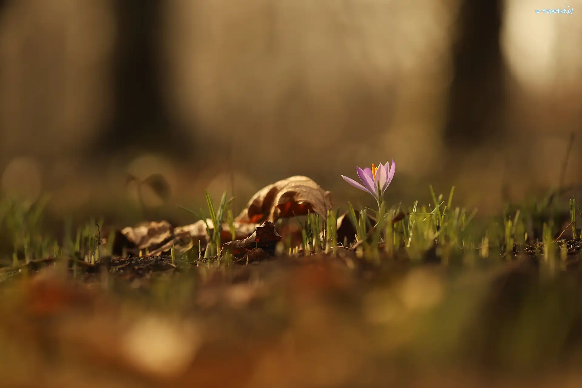 Fioletowy, Suche, Krokus, Trawa, Liście