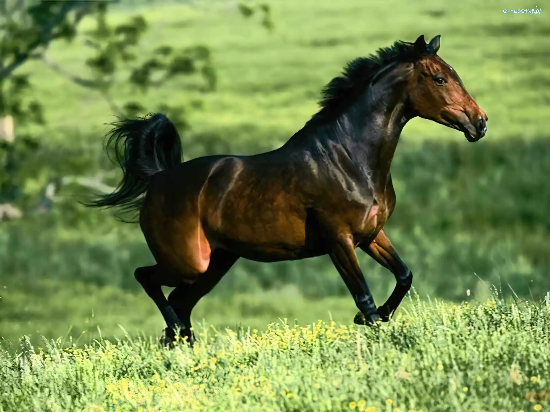 arab, galop, łąka, Koń