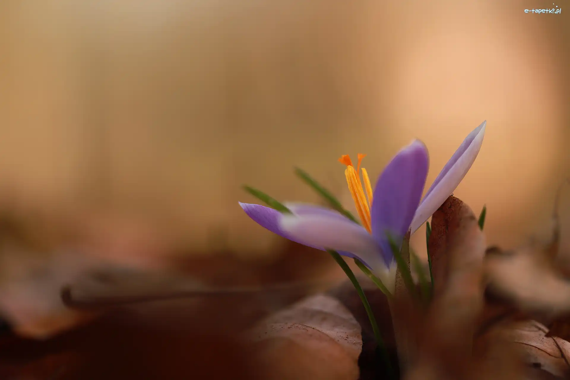 Krokus, Liście, Suche, Pręciki