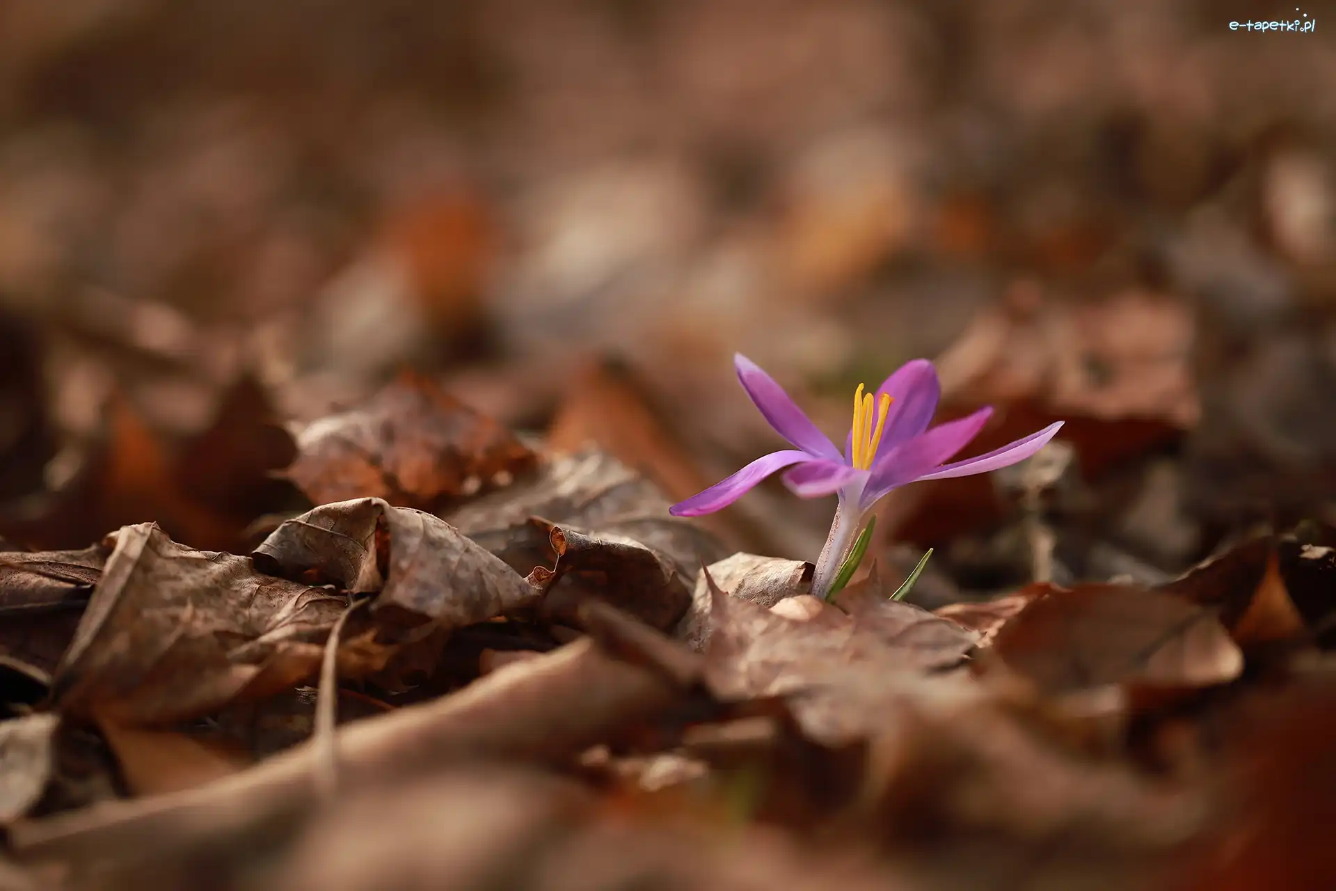 Liście, Suche, Krokus