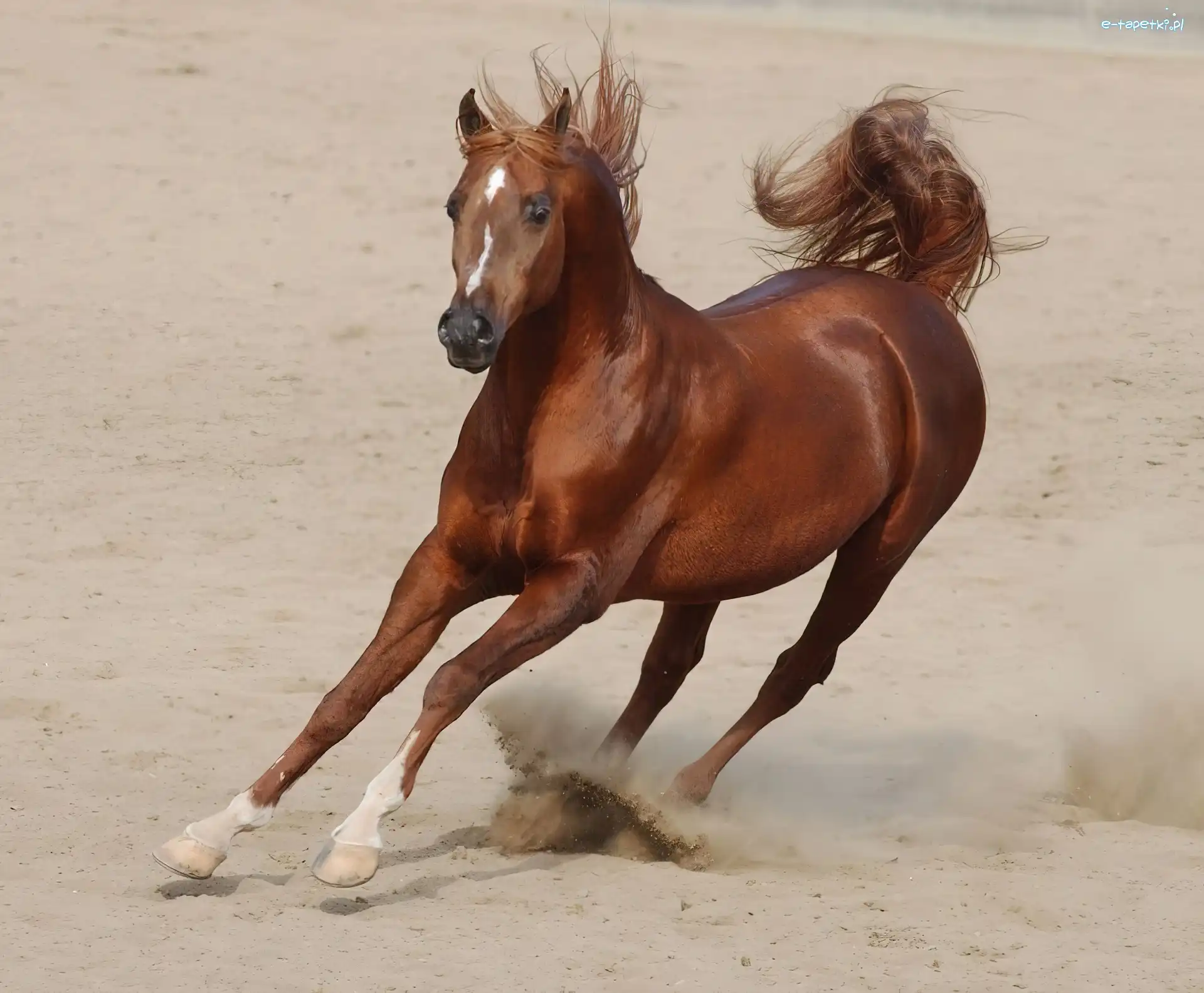 piach, galop, Koń