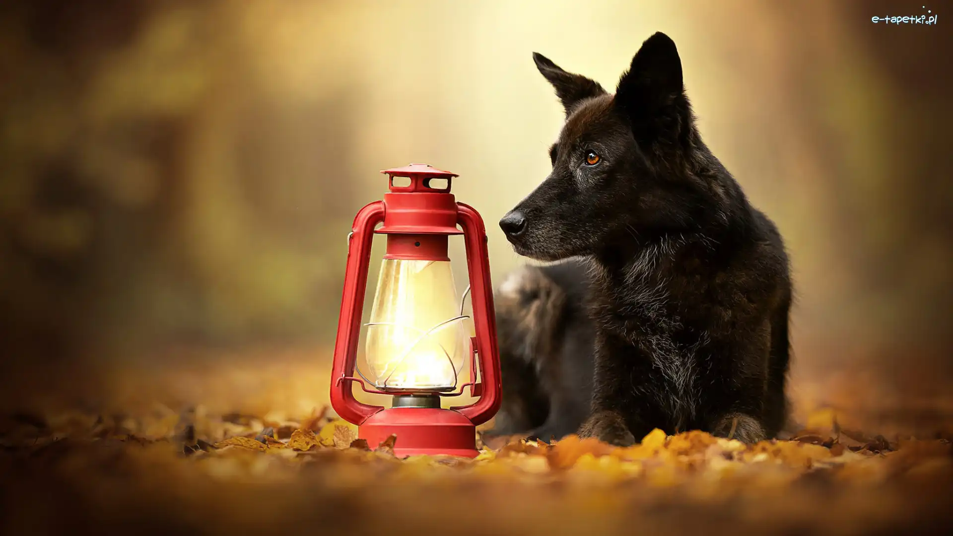 Pies, Lampa, Czerwona, Czarny