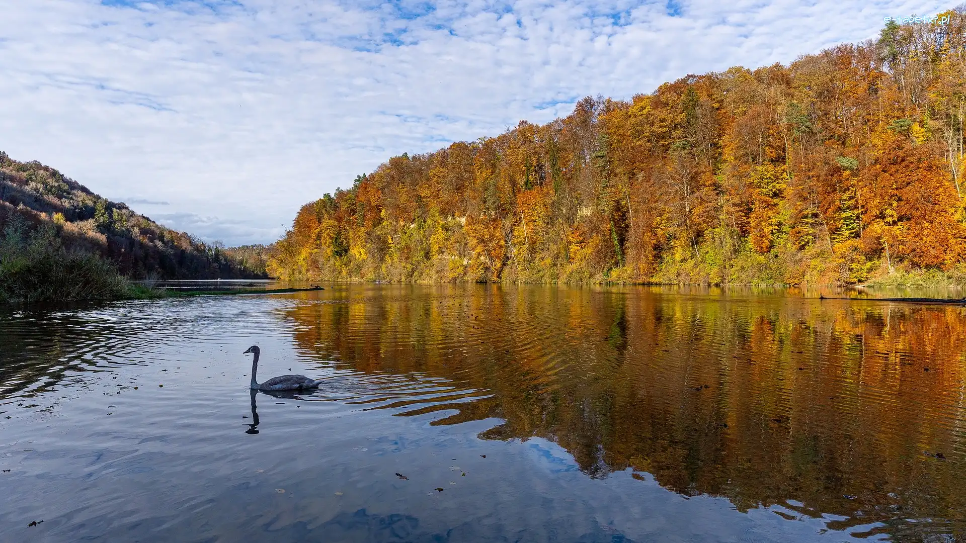 Szwajcaria, Łabędź, Las, Rzeka Ren, Jesień, Freienstein Teufen, Drzewa