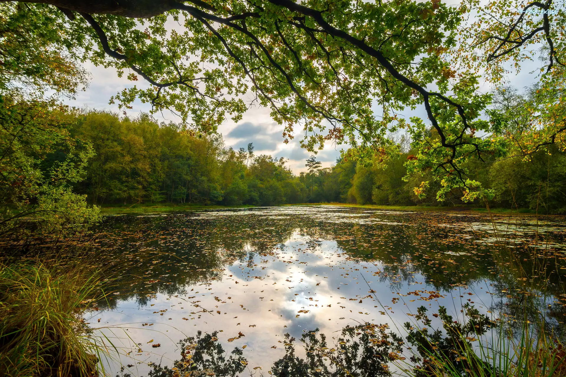 Drzewa, Liście, Zachód słońca, Chmury, Trawa, Gałęzie, Odbicie, Jezioro