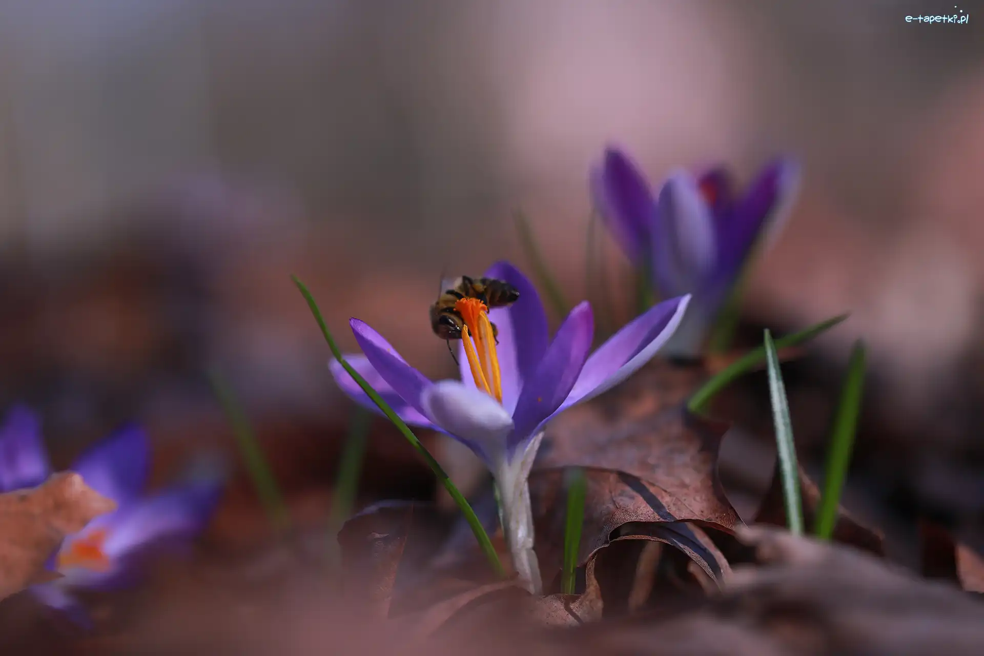Fioletowy, Pszczoła, Kwiat, Krokus