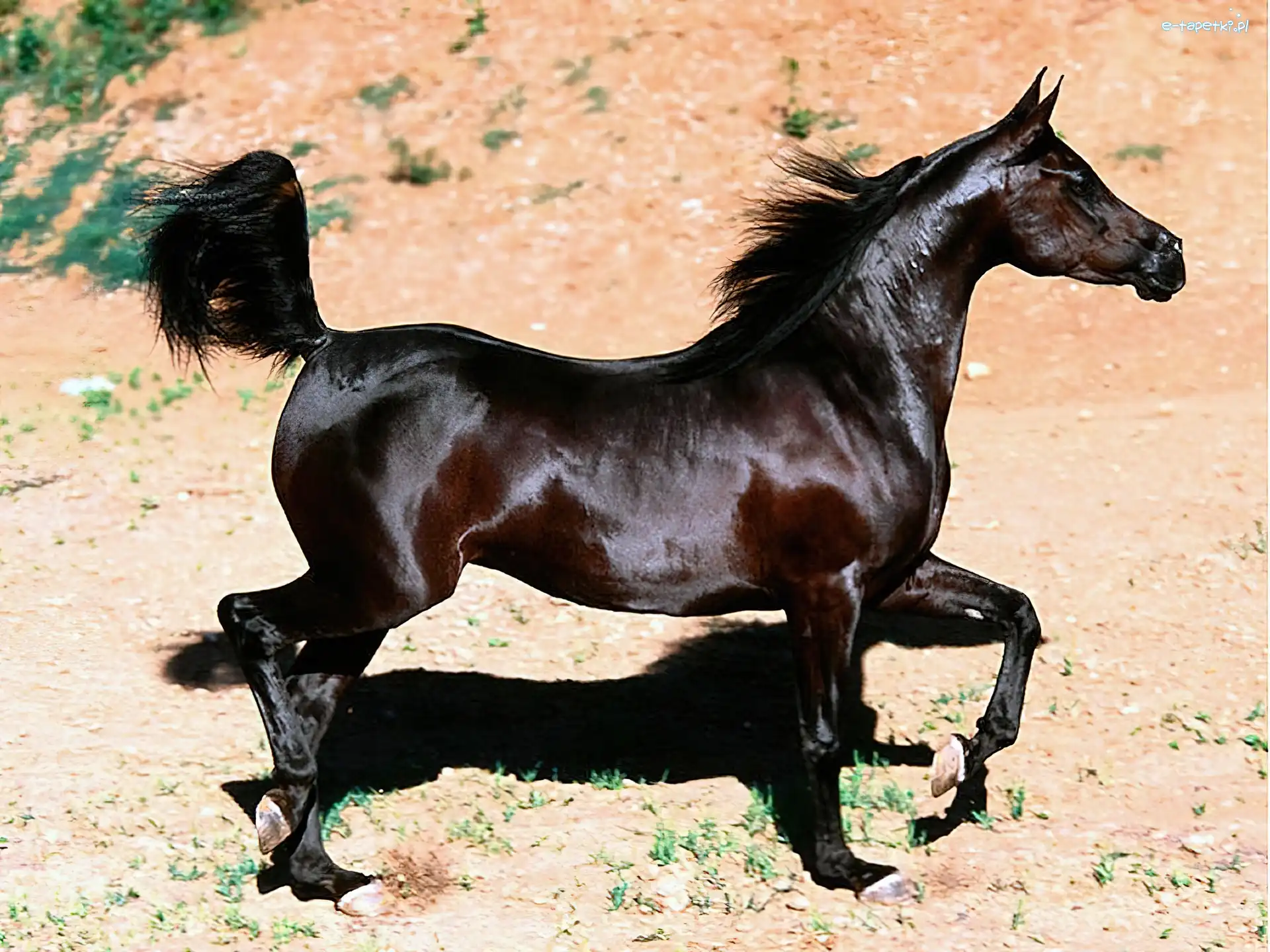 mustang, Koń