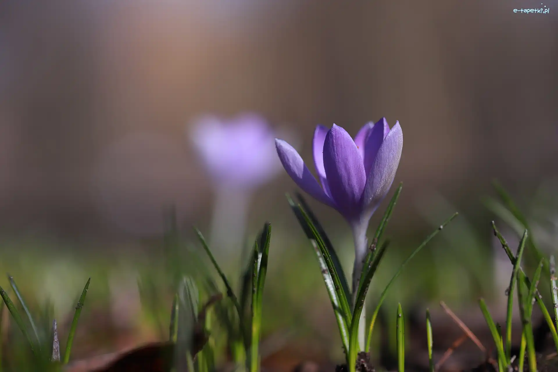 Krokus, Kwiat, Zbliżenie, Fioletowy