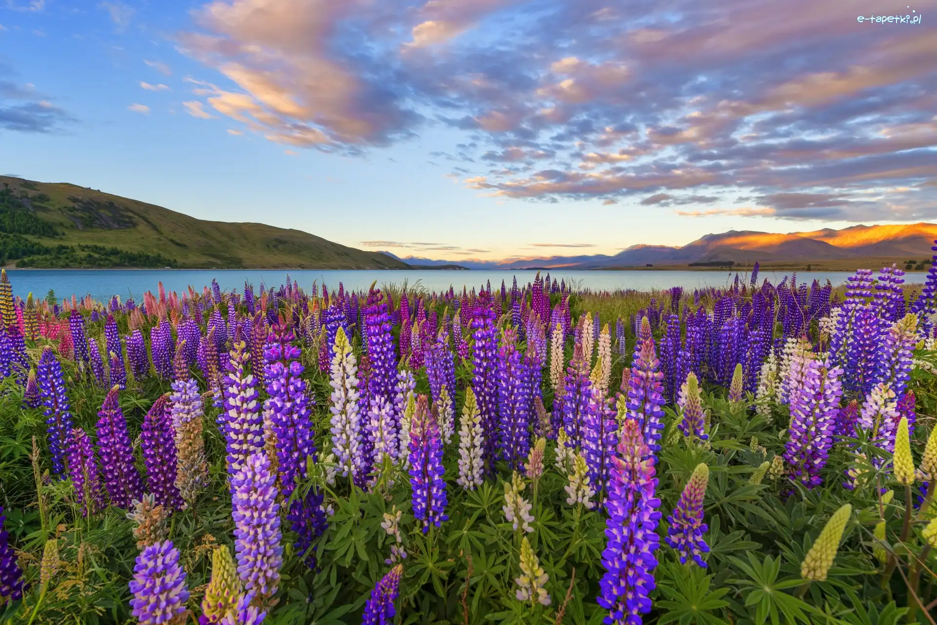 Nowa Zelandia, Kwiaty, Łubin, Polana, Jezioro Tekapo, Chmury, Góry