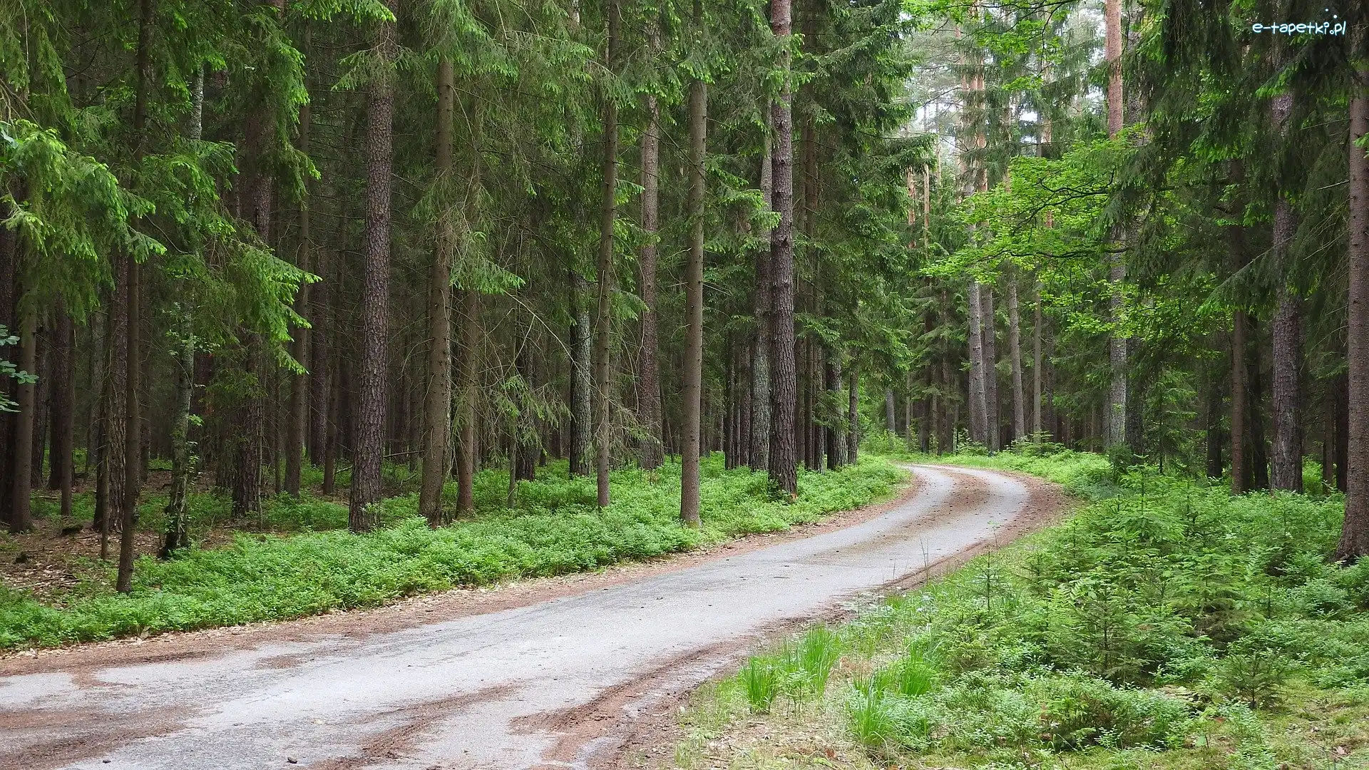 Rośliny, Las, Droga, Drzewa