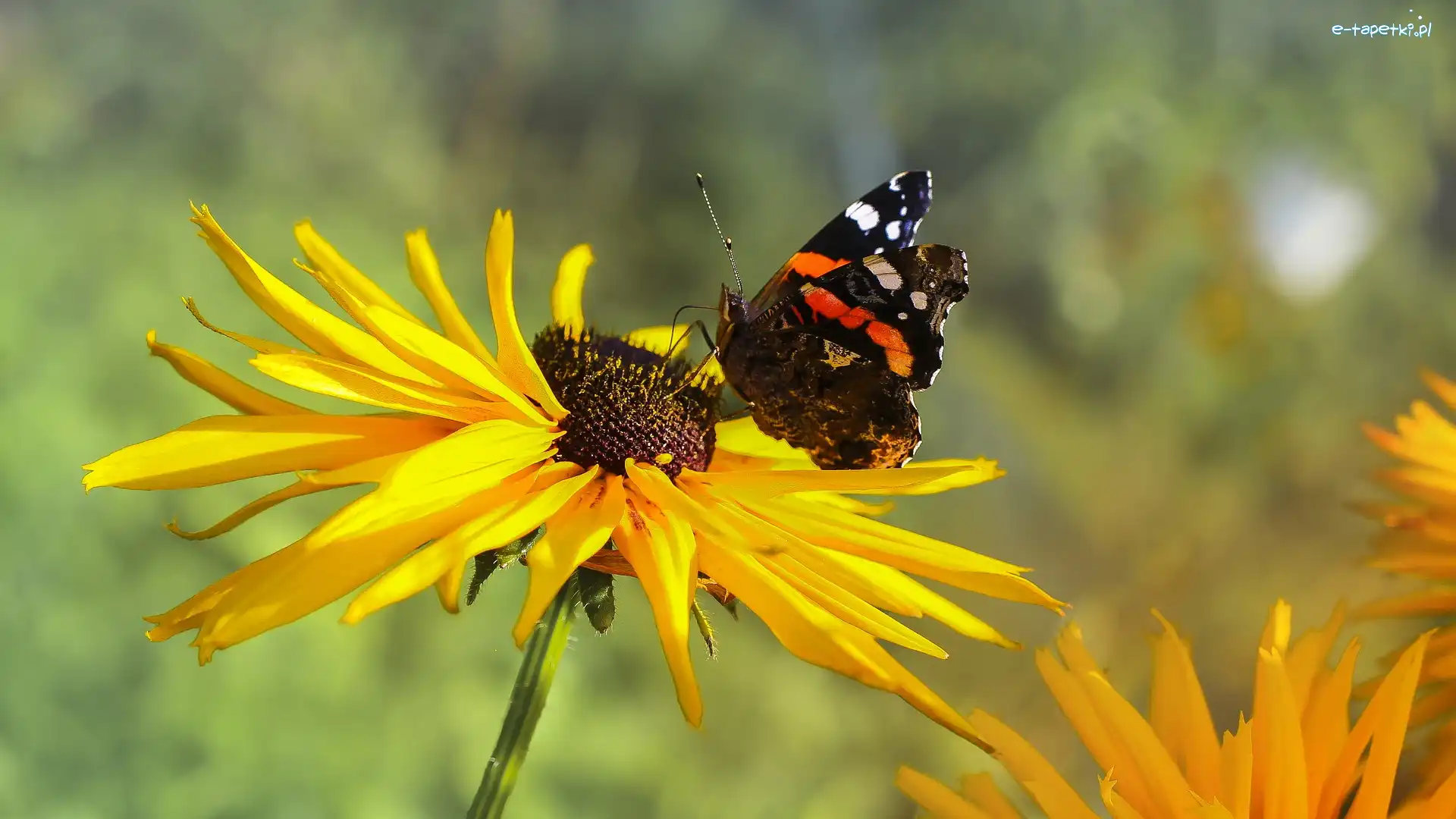 Żółty, Rudbekia, Kwiat, Rusałka admirał, Motyl