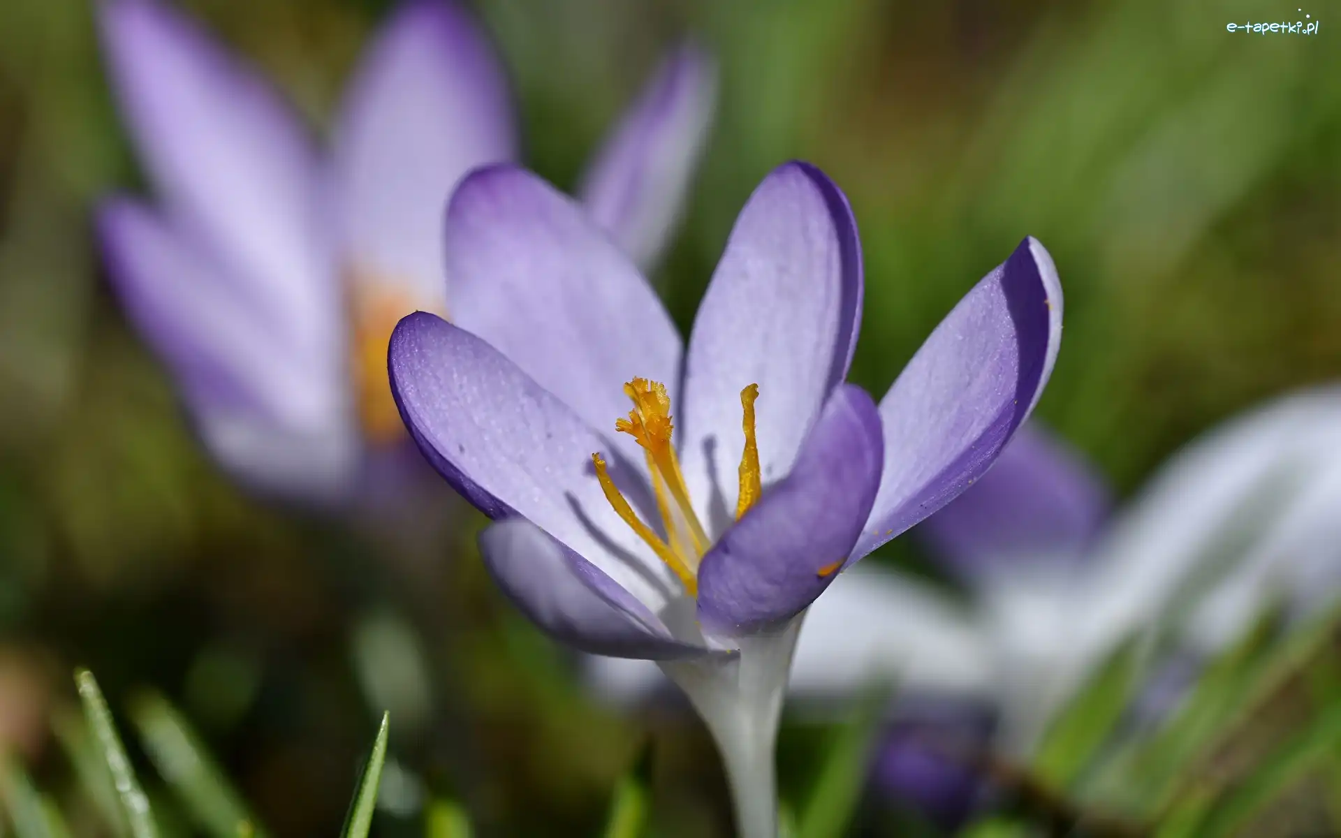 Krokus, Kwiat, Fioletowy, Pręciki, Pomarańczowe