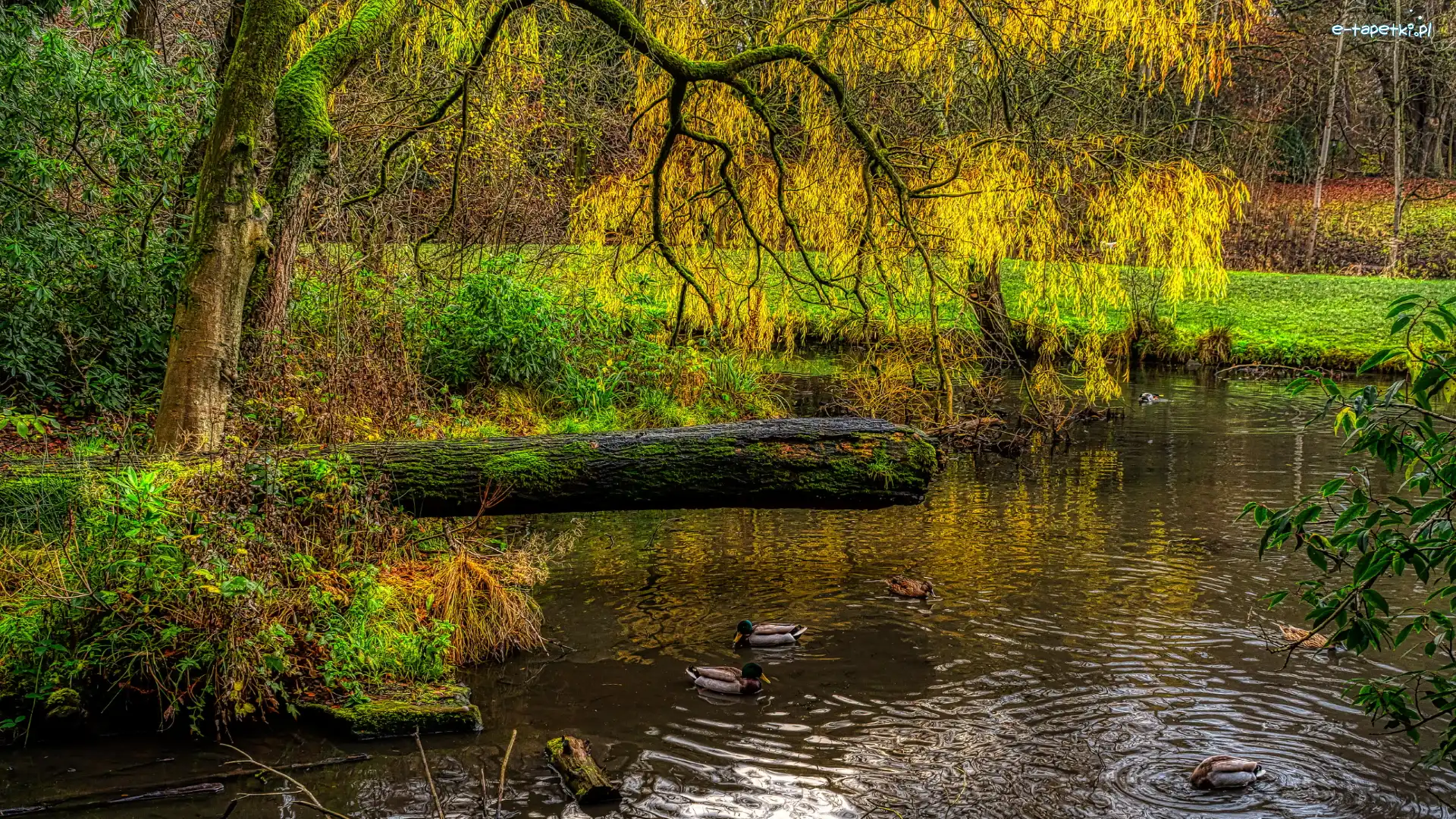 Pochylone, Staw, HDR, Wiosna, Drzewo, Gałęzie, Kaczki, Park