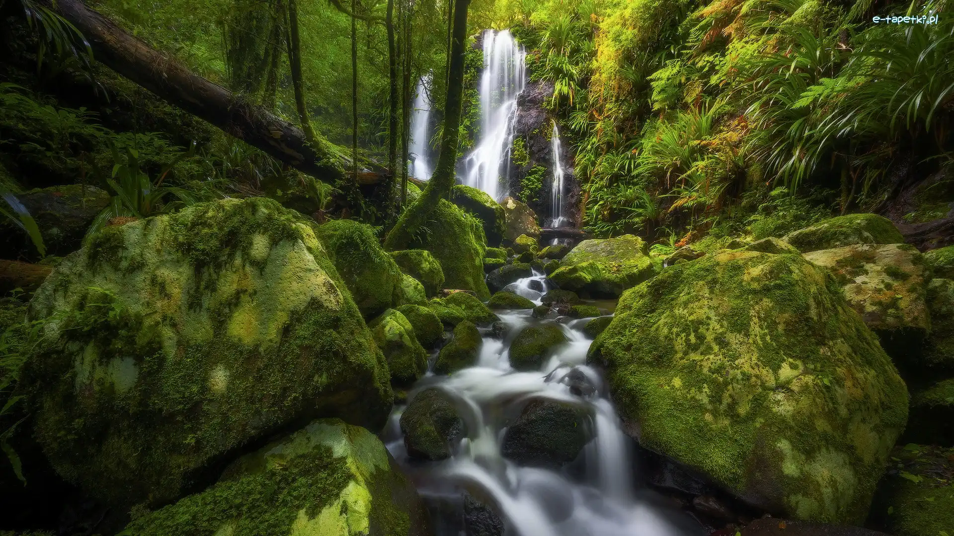 Las, Park Narodowy Lamington, Wodospad, Queensland, Australia, Kamienie, Omszałe, Chalahn Falls, Głazy