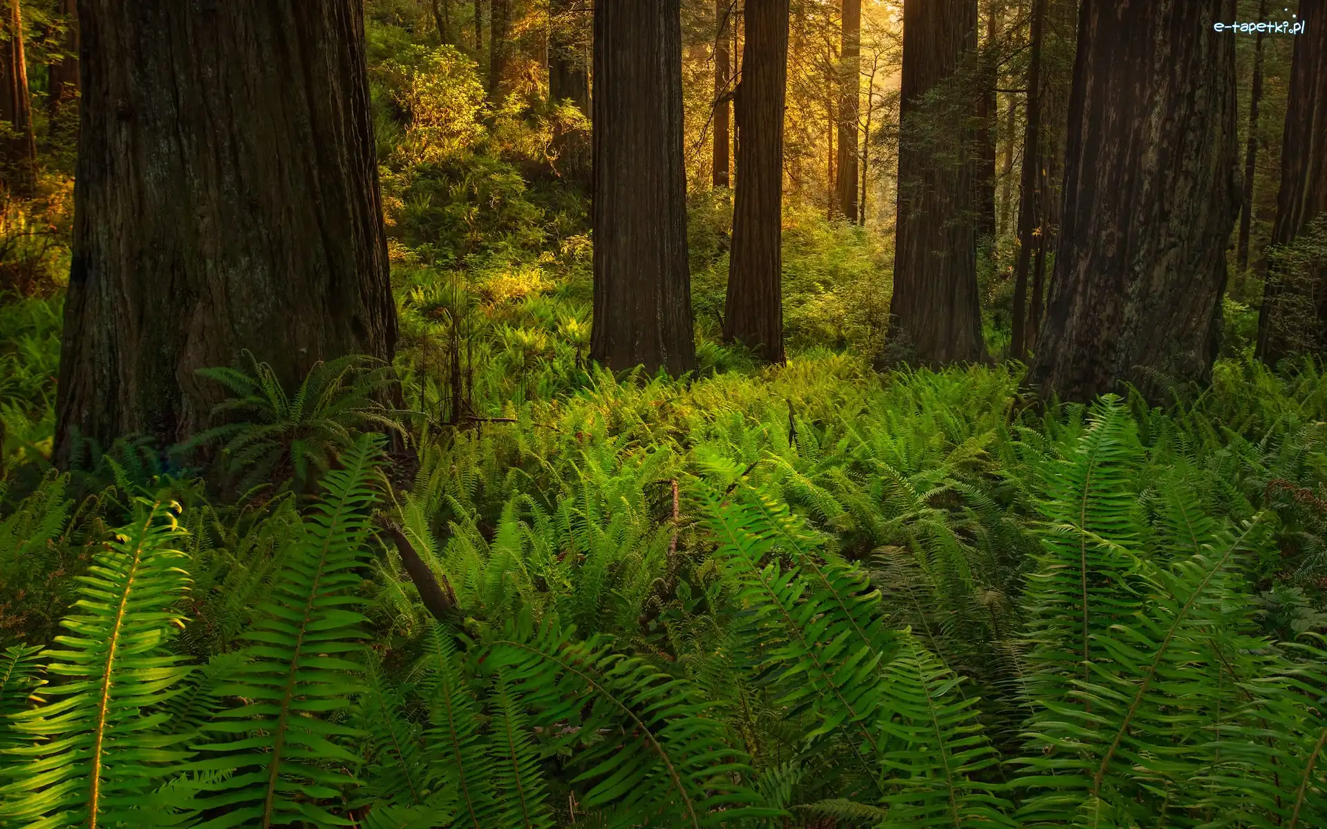 Drzewa, Park Narodowy Redwood, Las, Paprocie, Kalifornia, Stany Zjednoczone