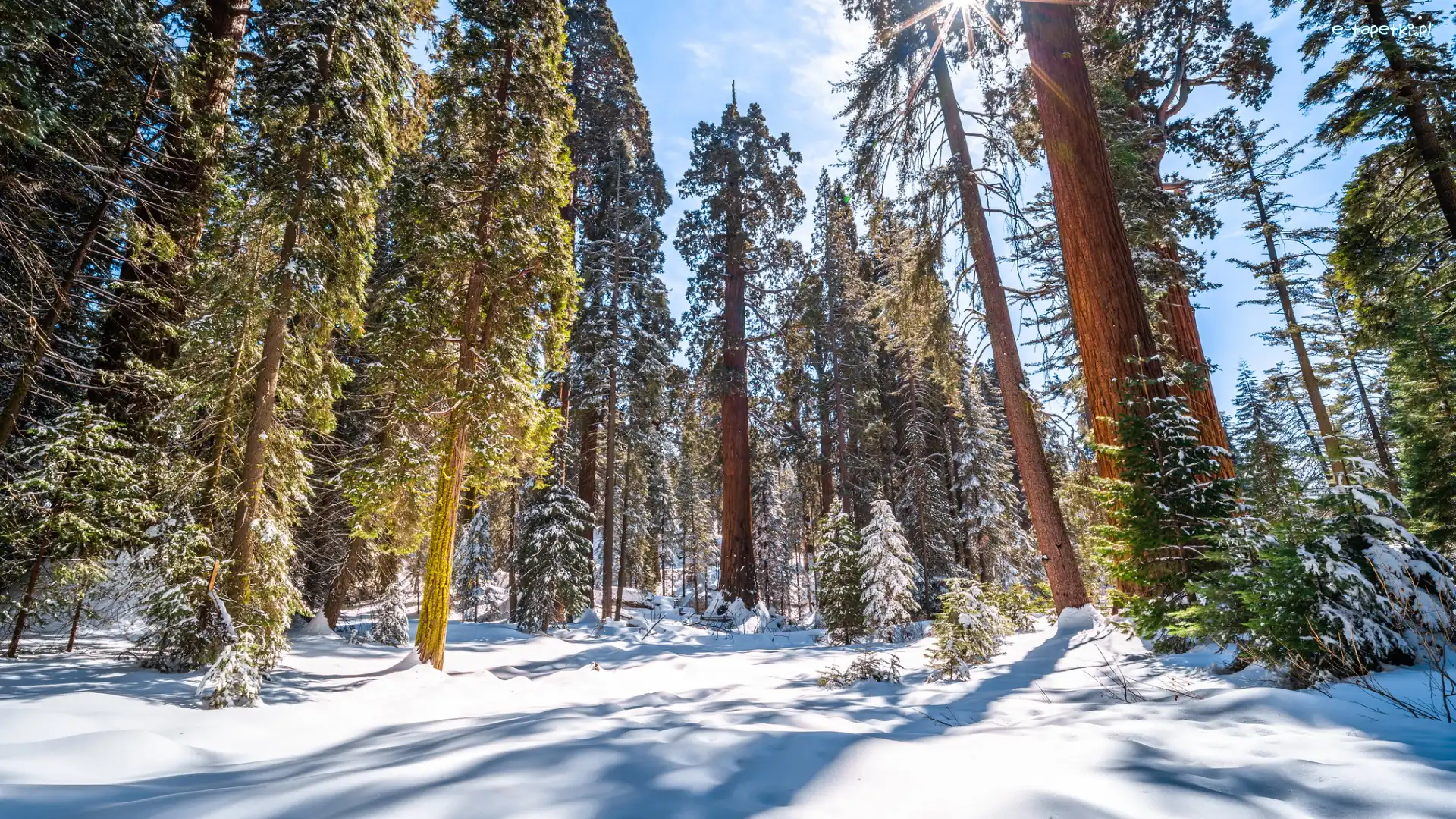 Promienie słońca, General Grant Grove, Drzewa, Las, Zima, Stany Zjednoczone, Kalifornia, Sekwoja, Park Narodowy Kings Canyon