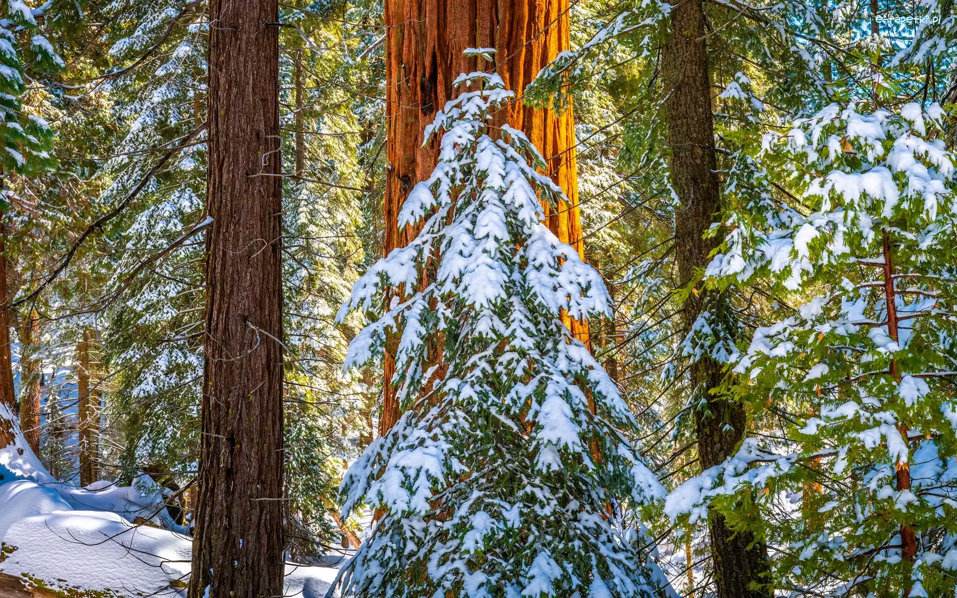 Park Narodowy King Canyon, Kalifornia, Pnie, Śnieg, General Grant Grove, Drzewa, Zima, Stany Zjednoczone